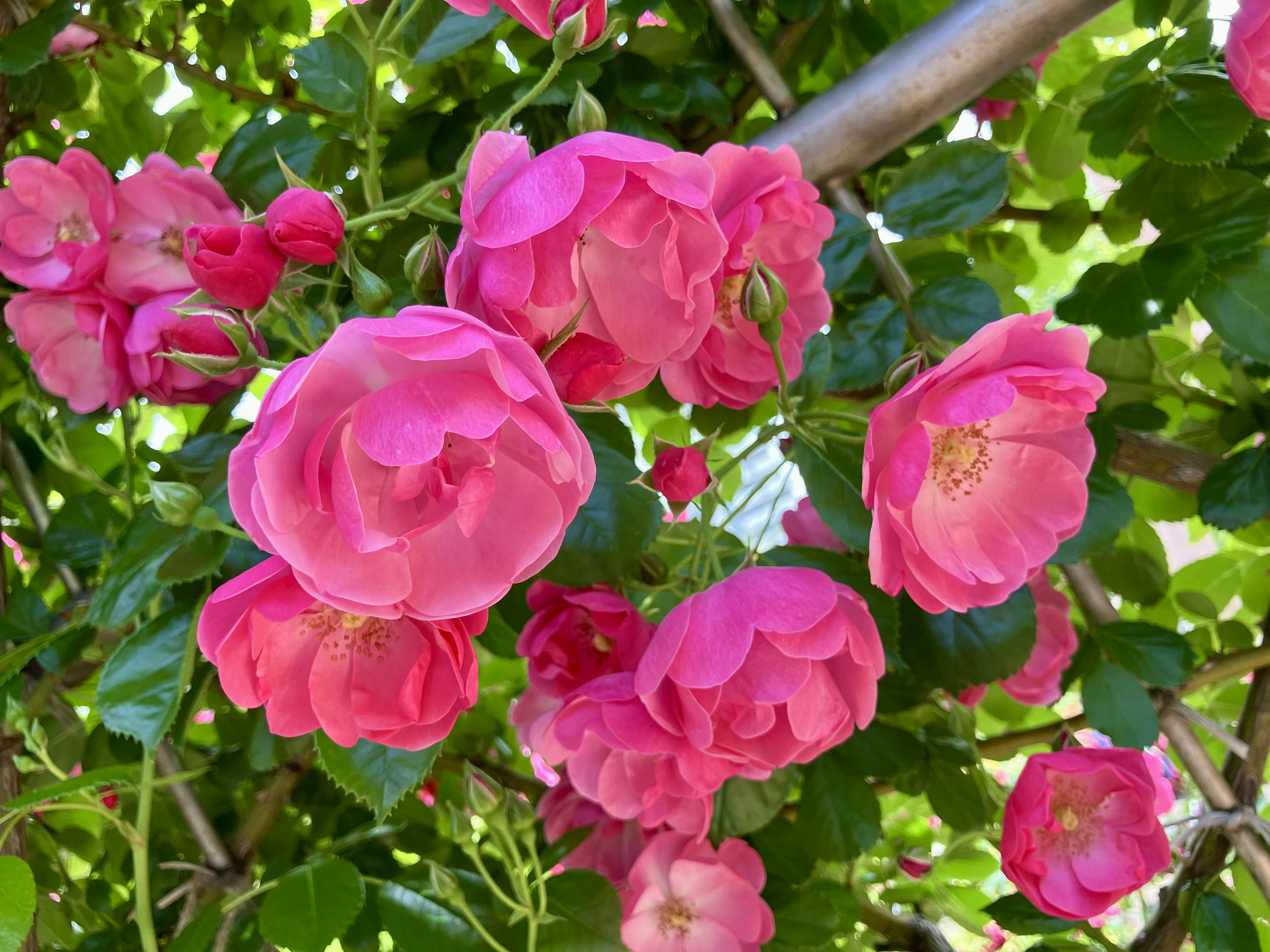 ピンクのバラの花が豊かに咲いている様子