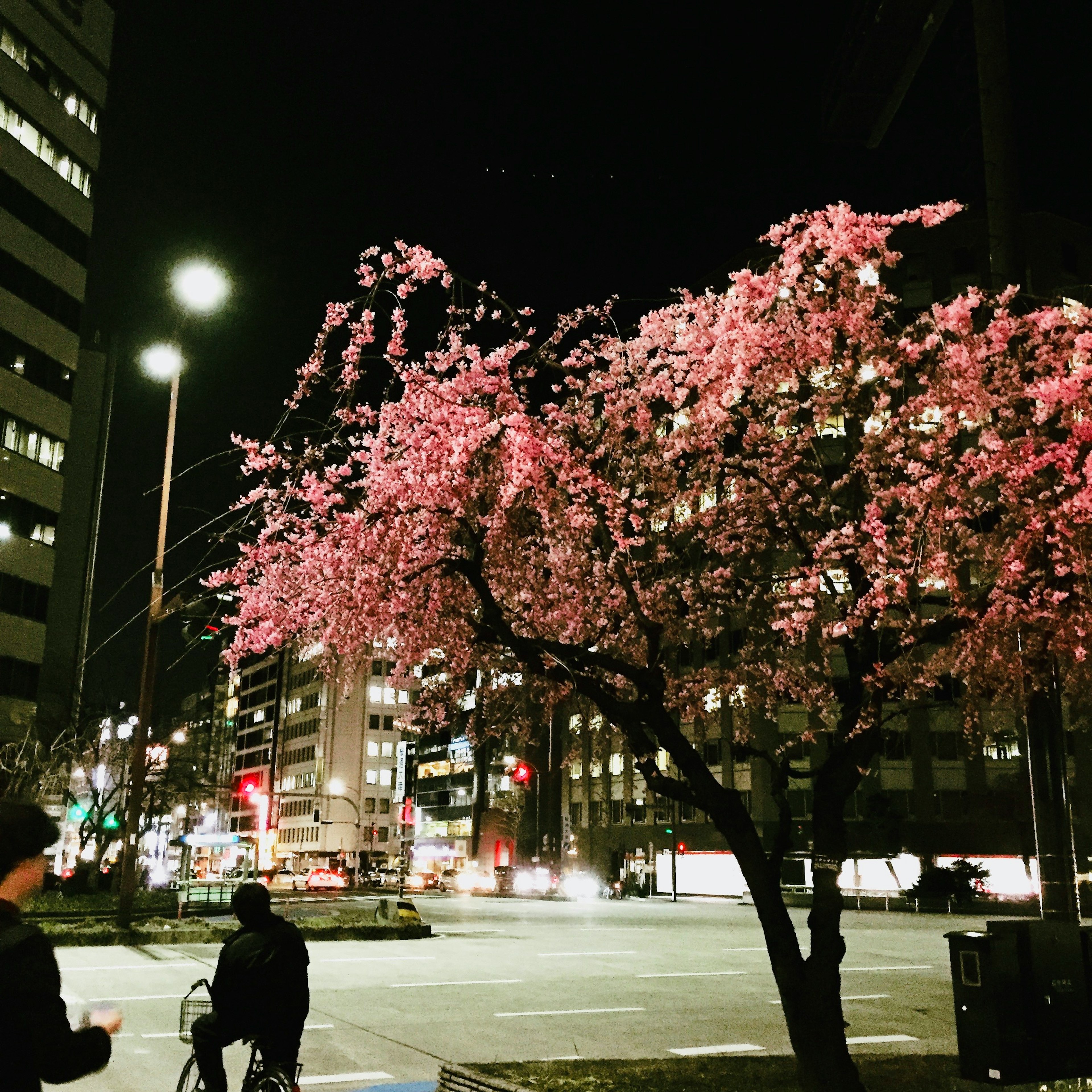 夜の都市で咲く桜の木と通行人