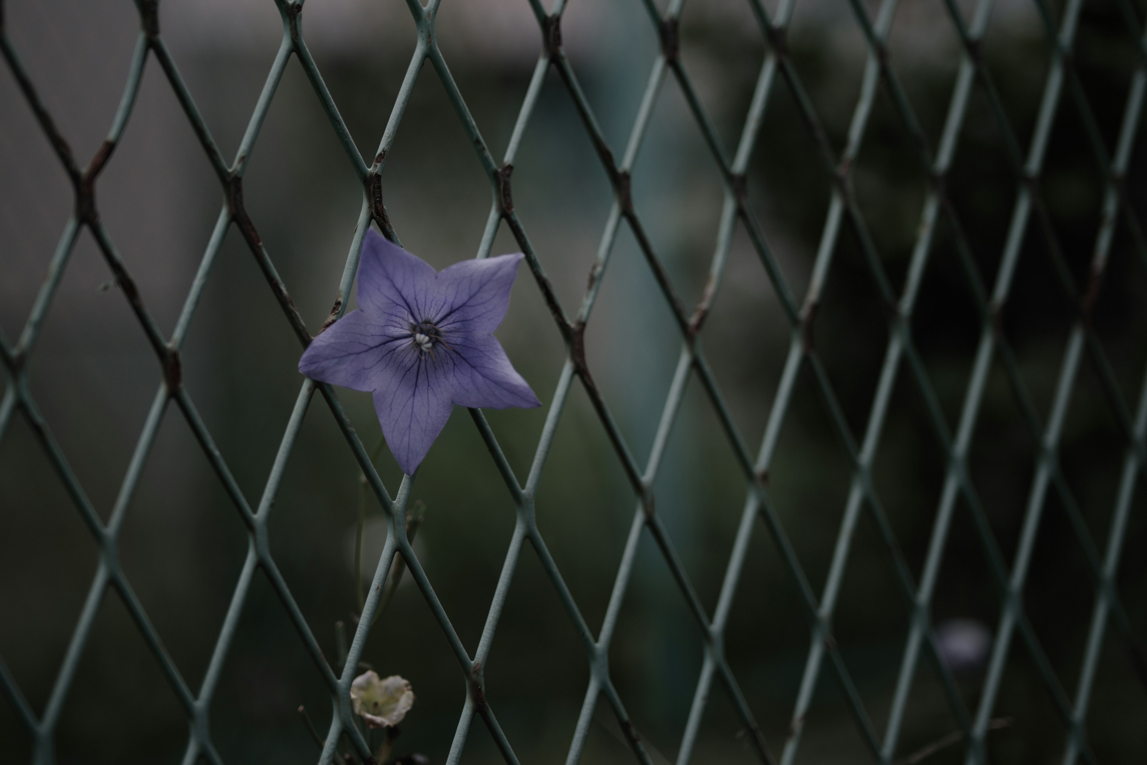 紫色の花が金網のフェンスに咲いている