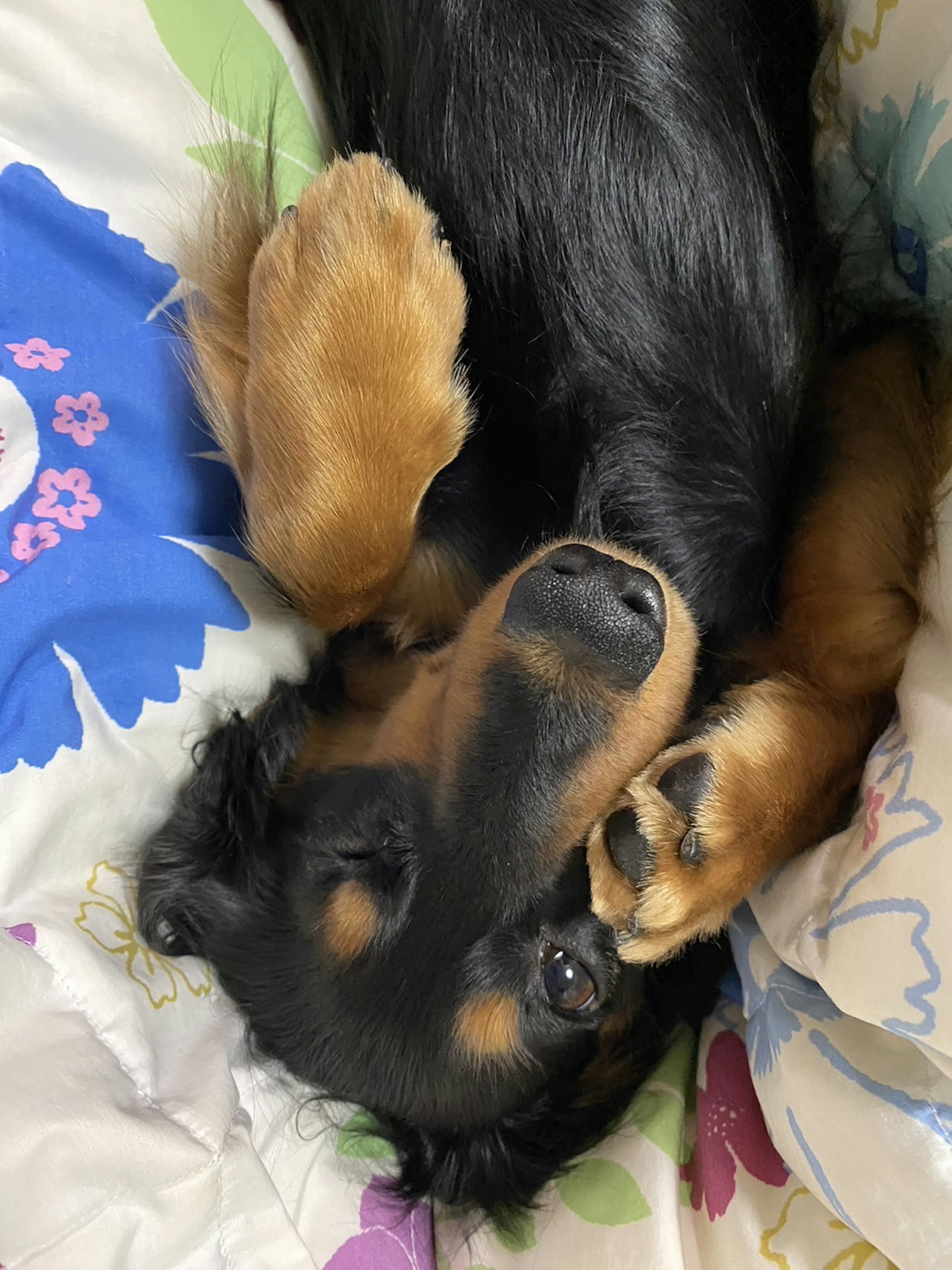 A relaxed Dachshund dog lying on its back on a colorful blanket