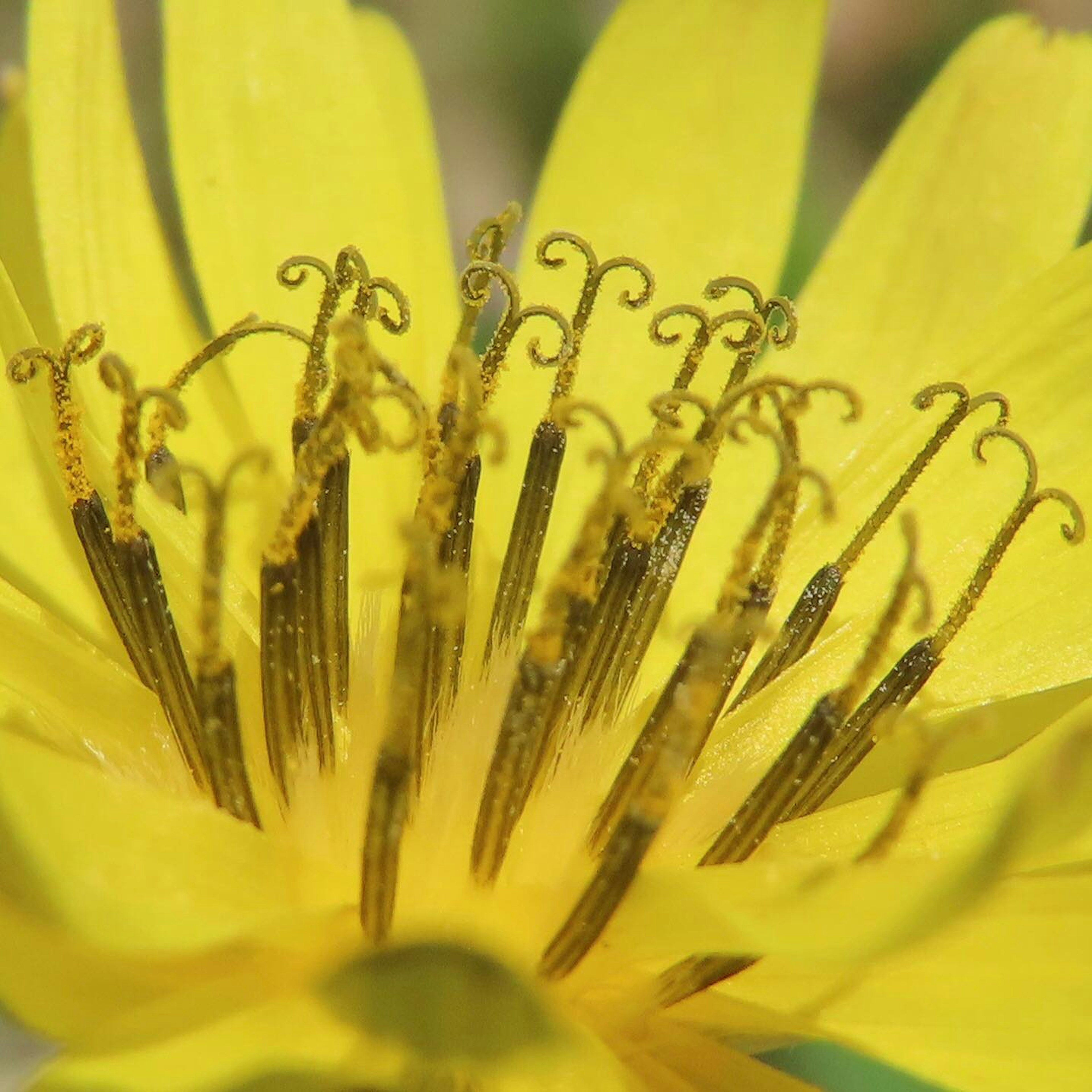 Grupo de estambres alargados en el centro de una flor amarilla