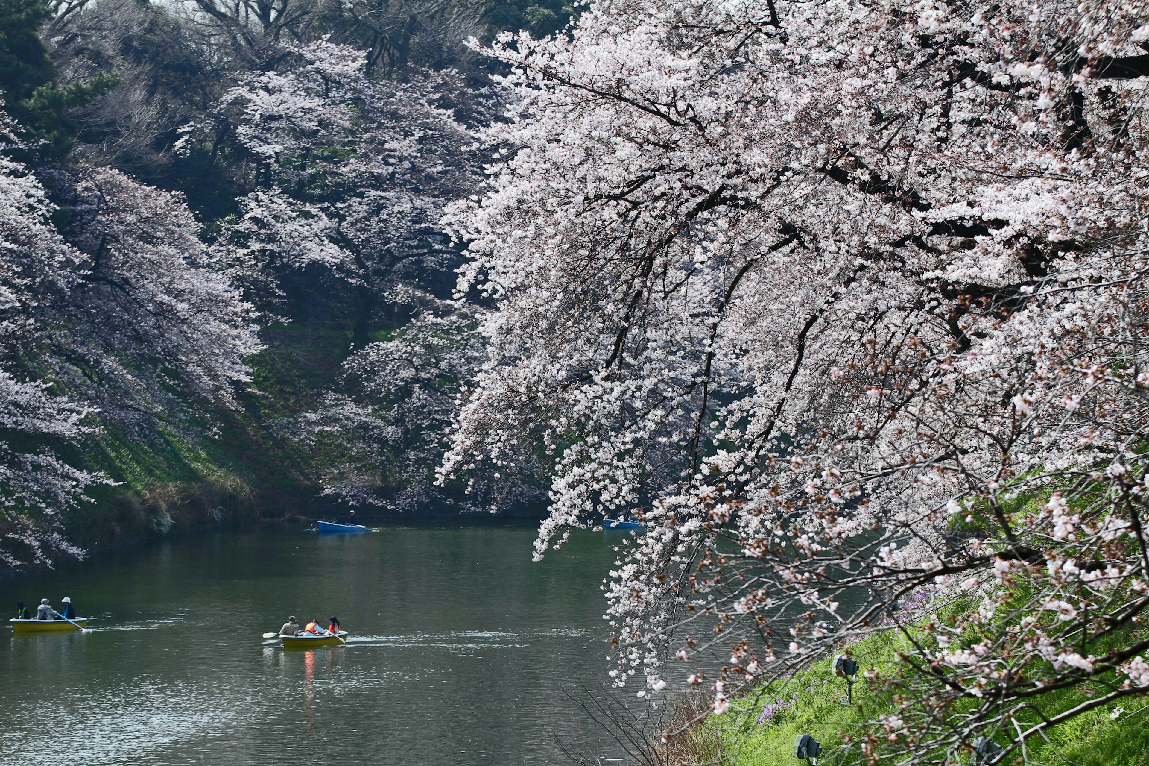 Pemandangan indah bunga sakura di sepanjang sungai dengan perahu