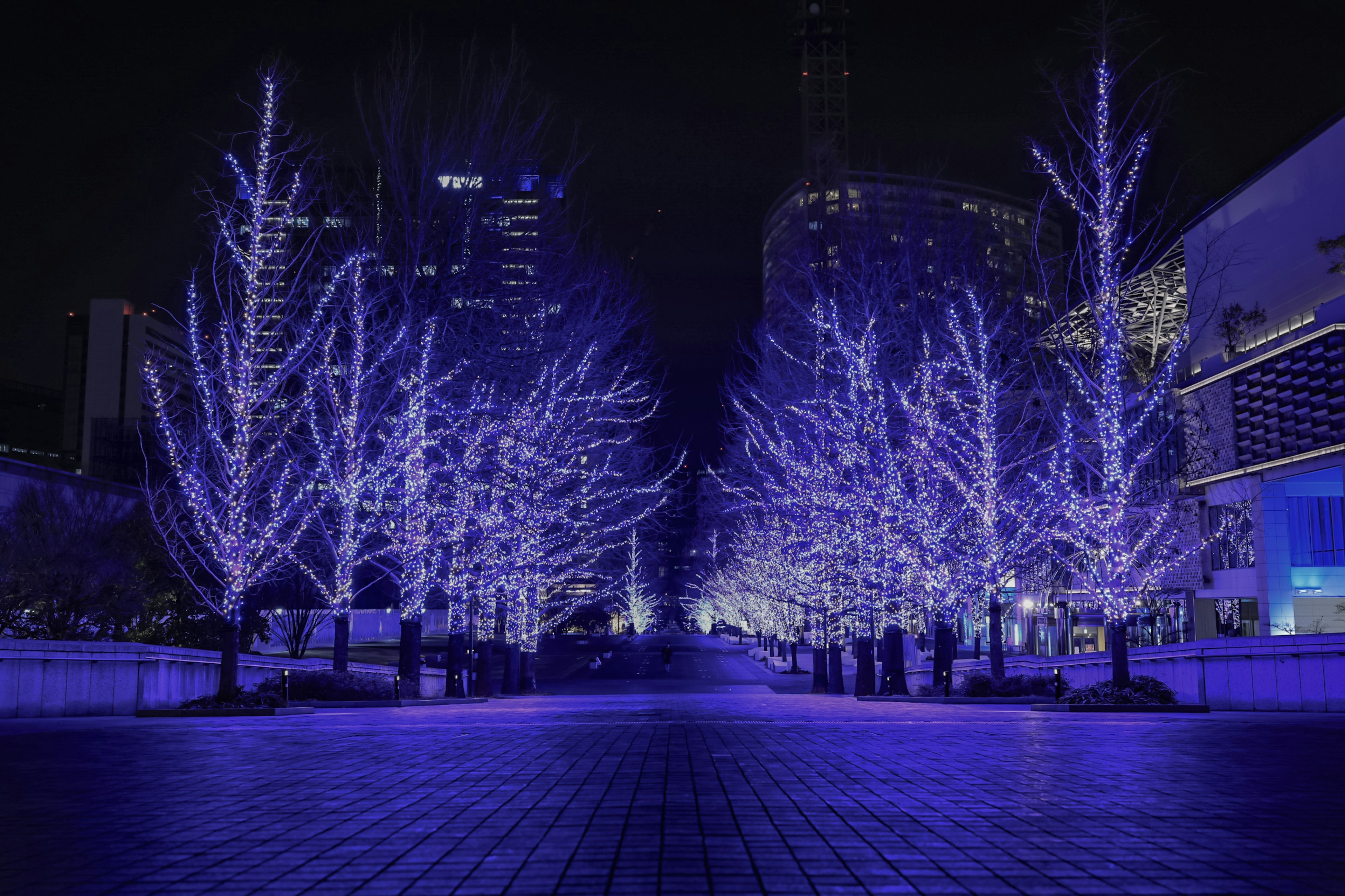 Viale alberato illuminato da luci blu di notte