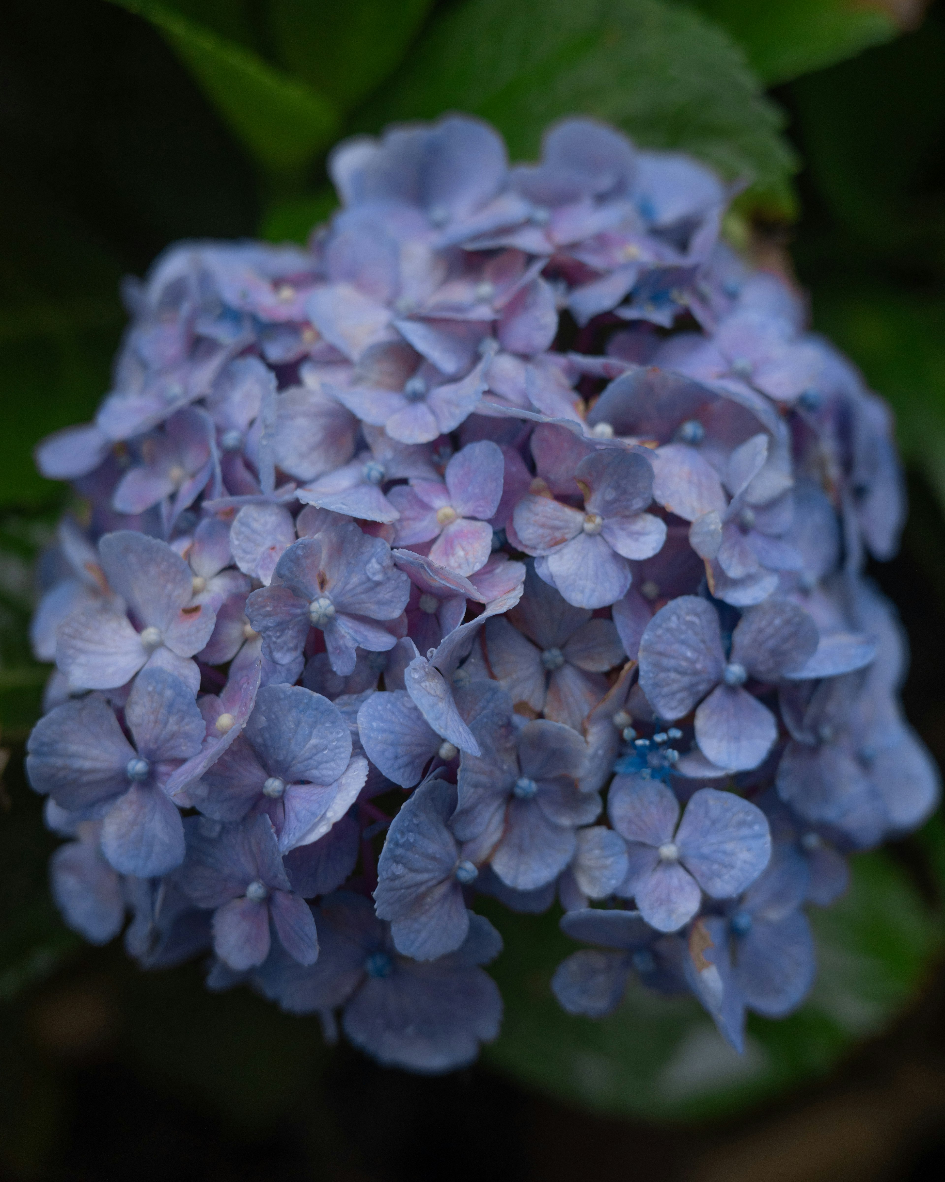 Gros plan d'une fleur d'hortensia bleue