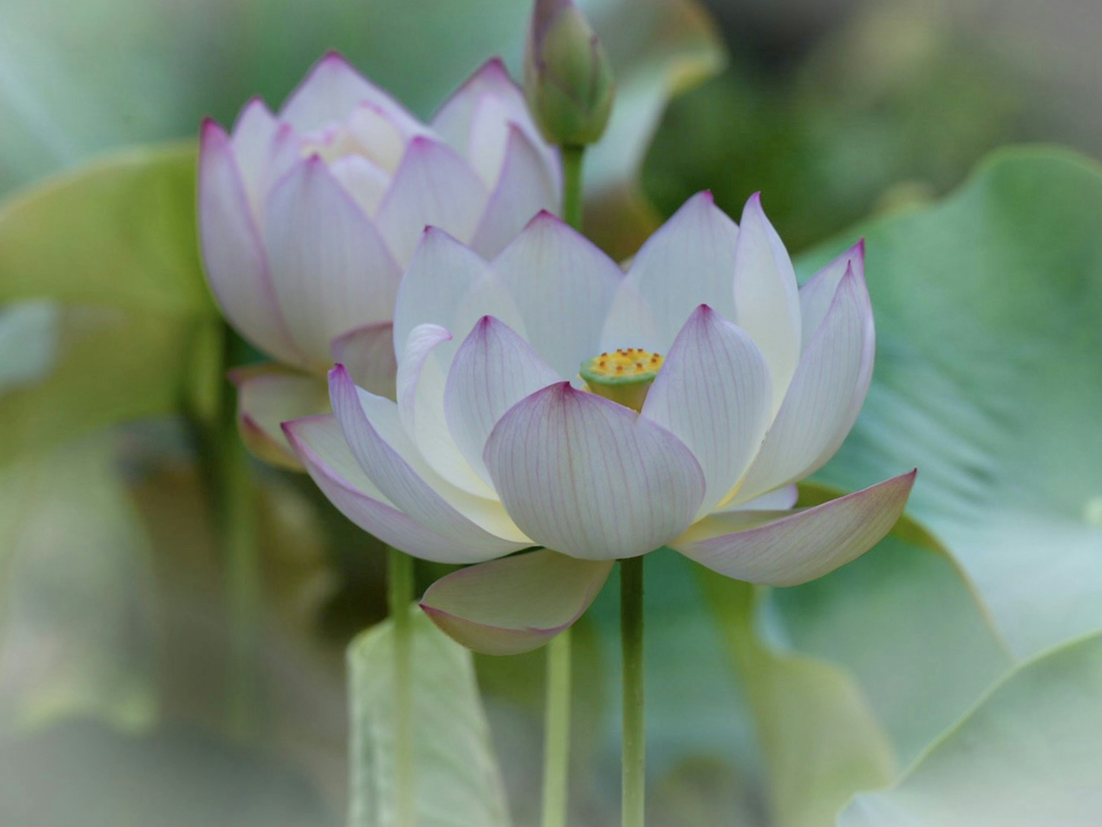 两朵优雅的白色莲花盛开，边缘柔和的粉色