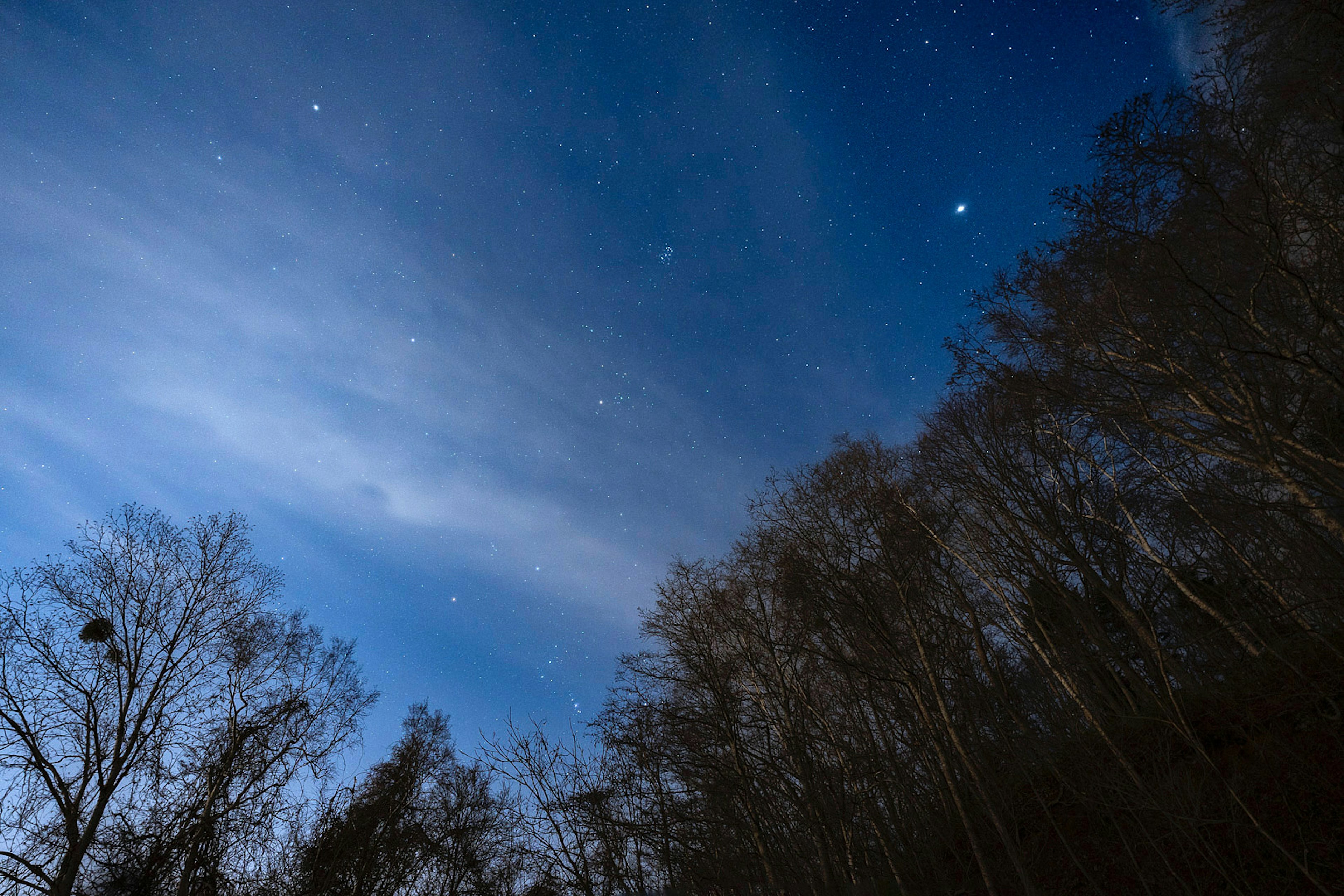 星空が広がる夜の風景と木々