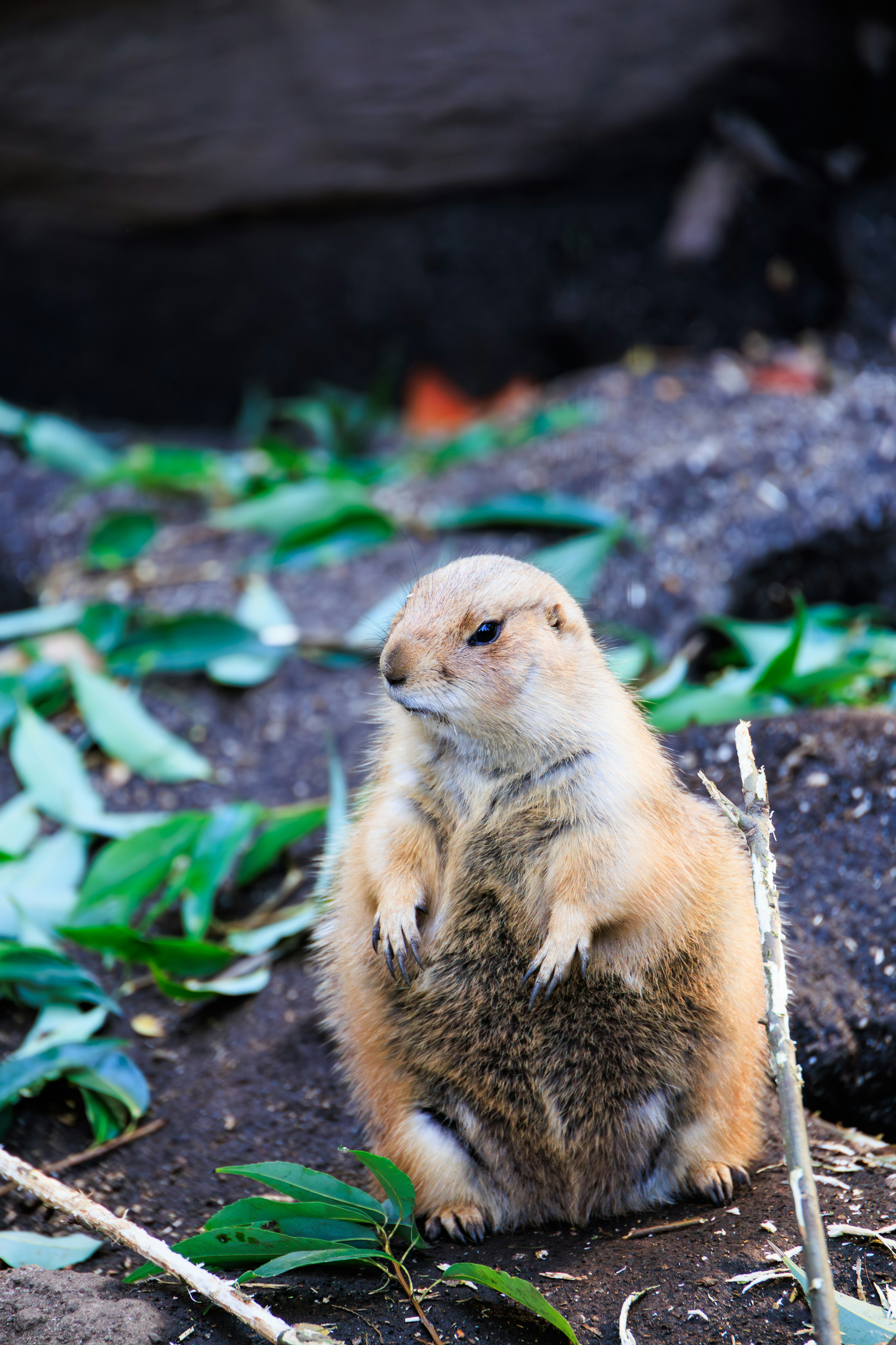 Un mignon chien de prairie debout sur l'herbe