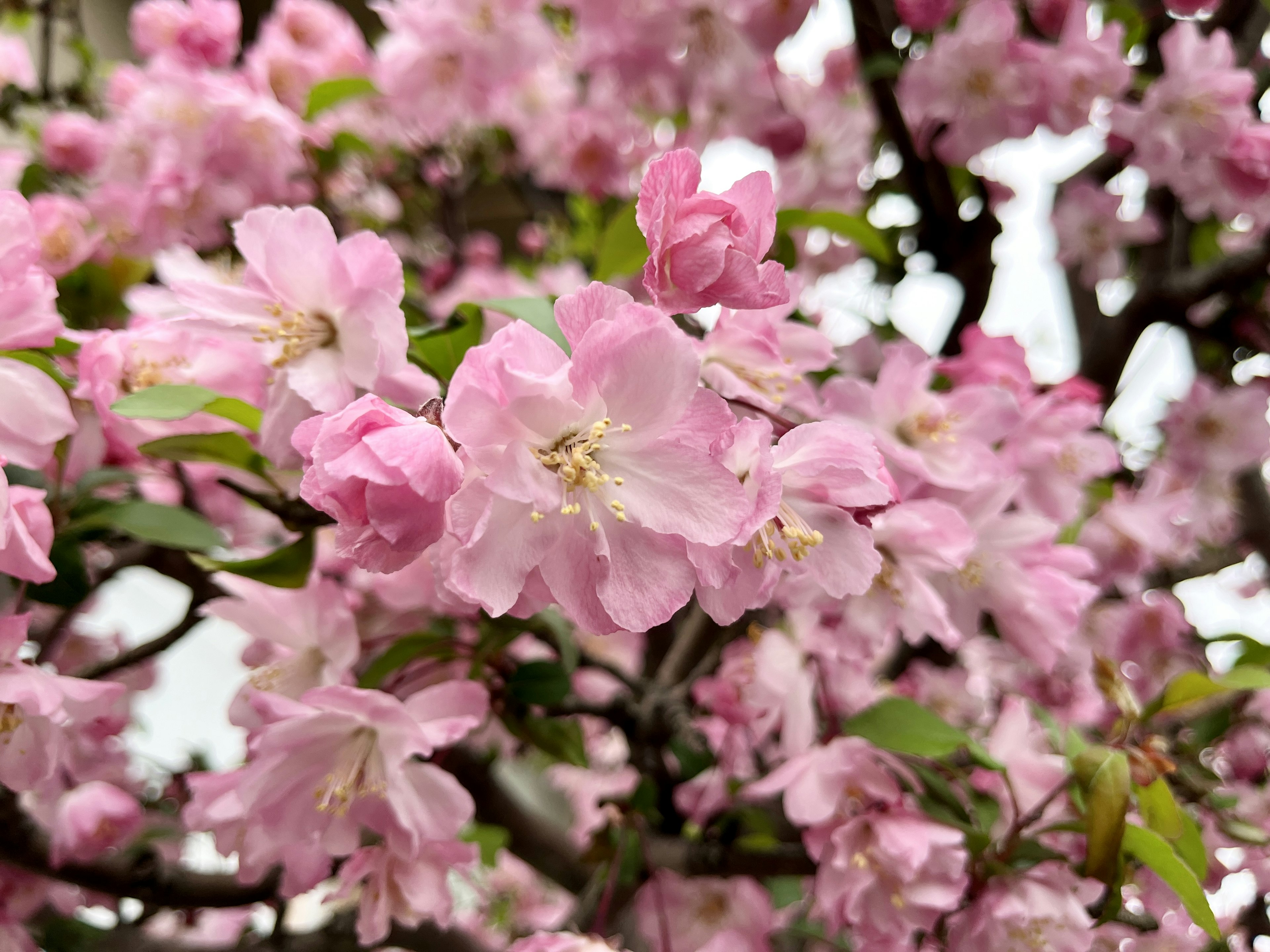 Close-up bunga sakura mekar di cabang