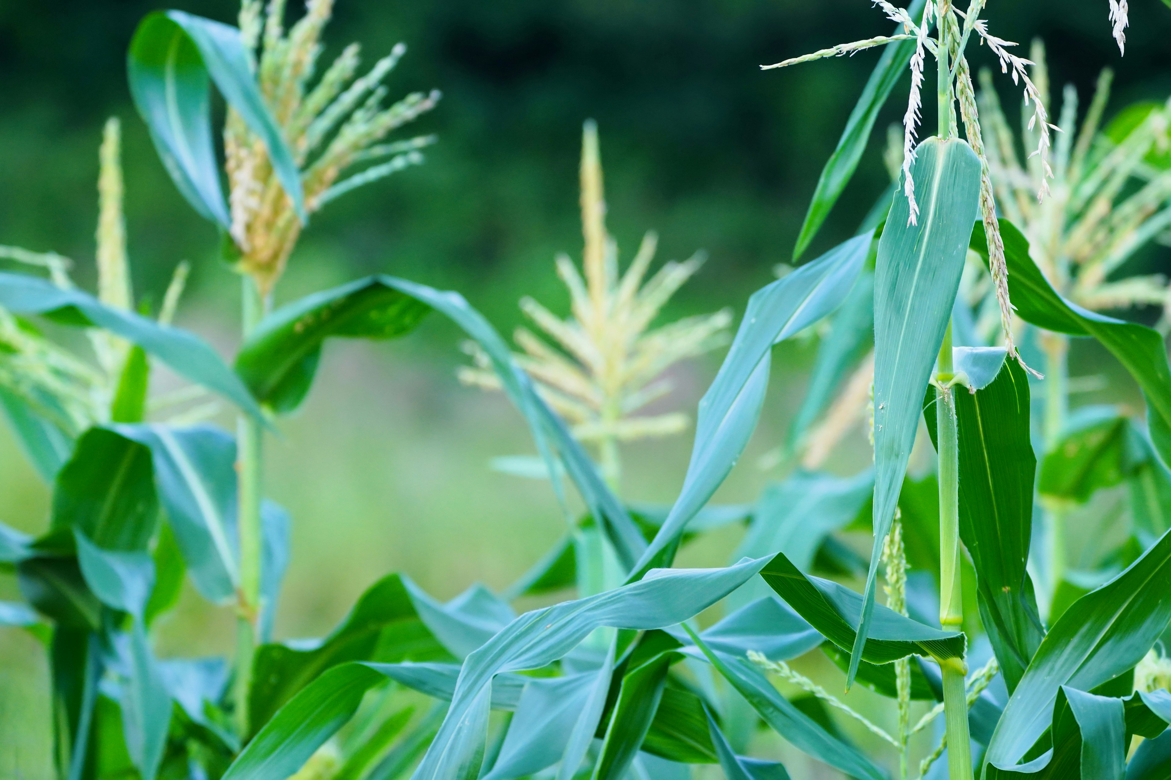 Green corn plants with yellow tassels emerging from the tops