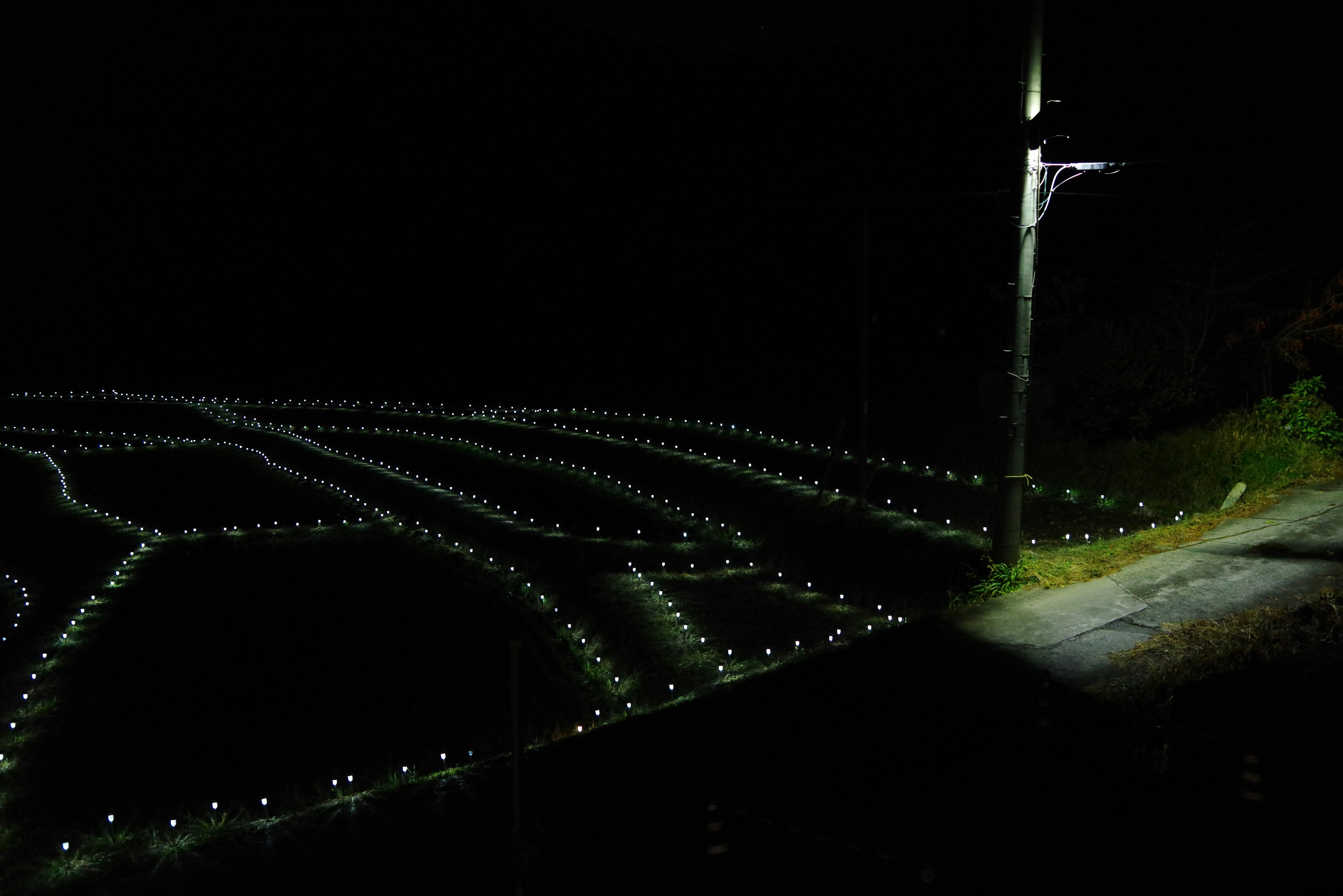 Night scene of rice fields illuminated by LED lights