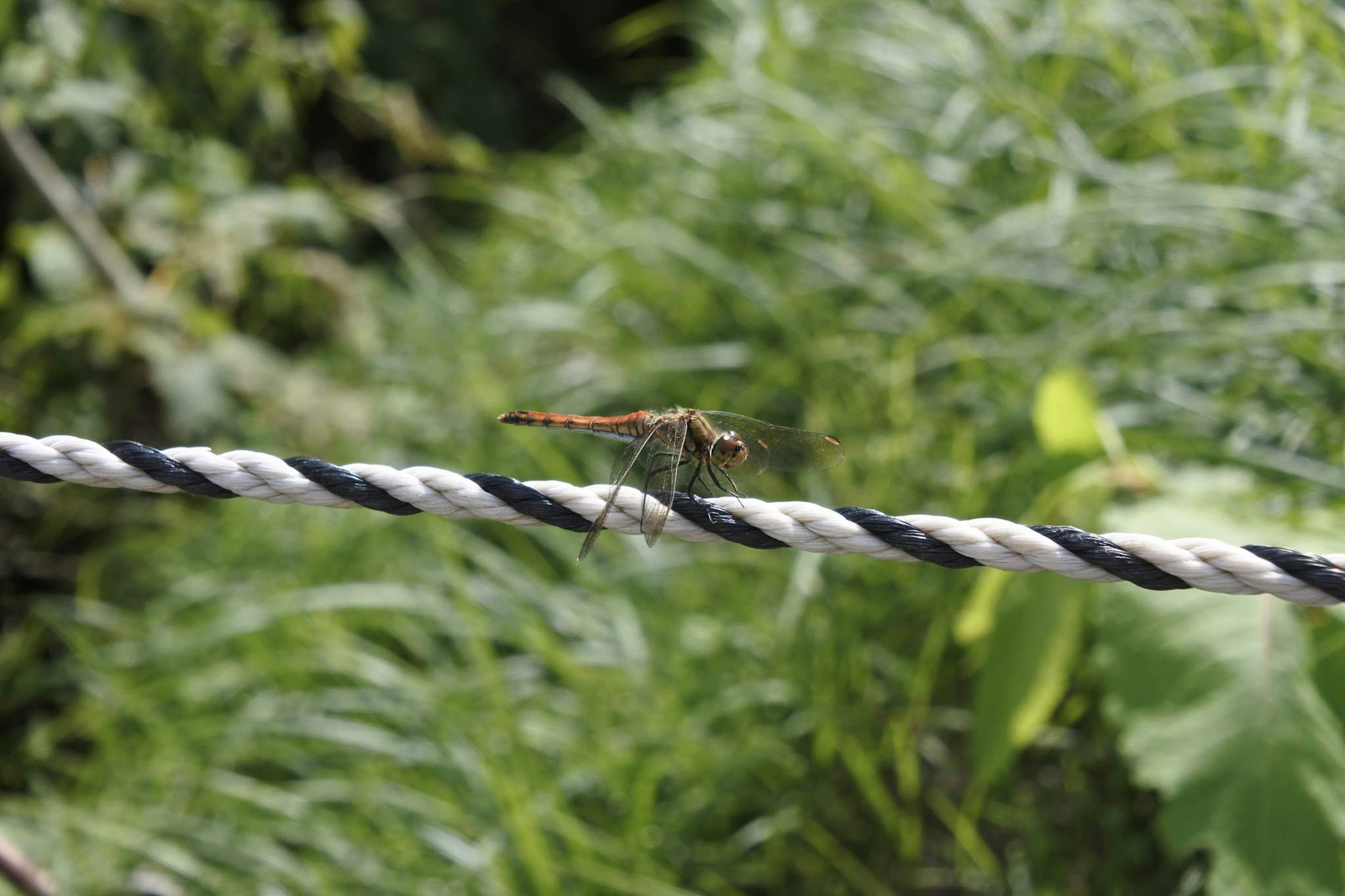 Close-up of a dragonfly perched on a rope with a green background