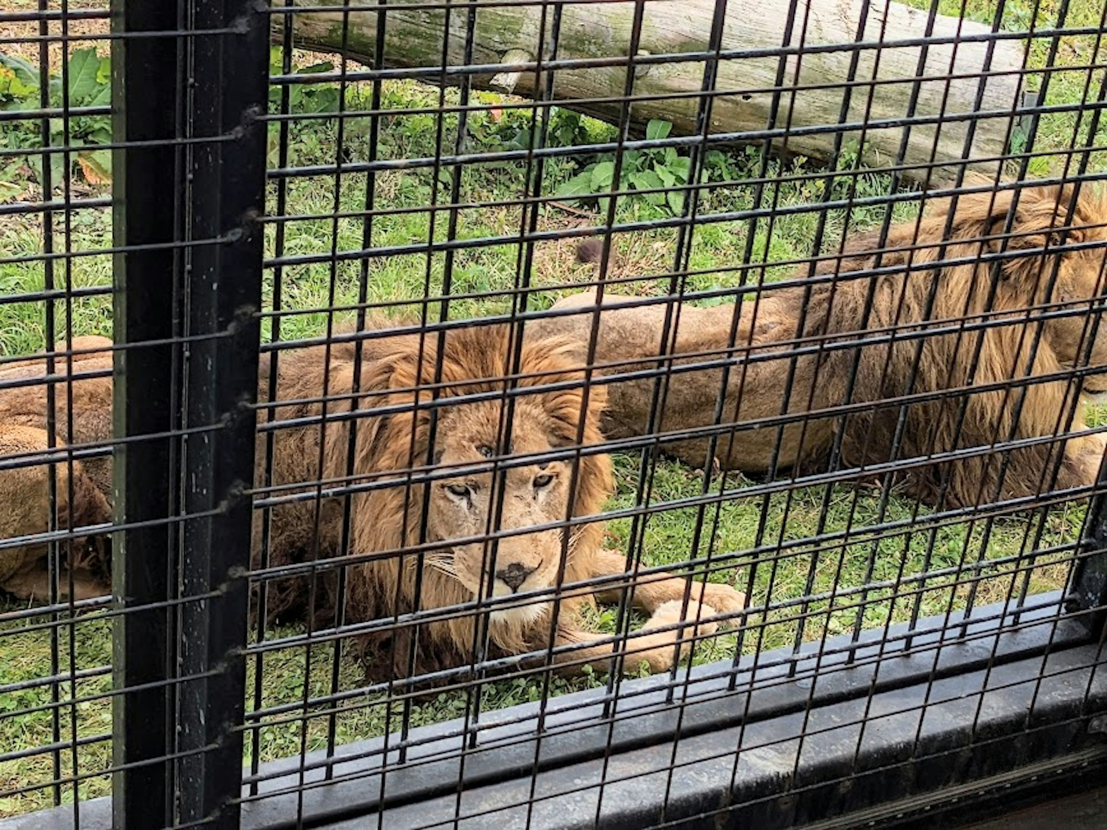 León acostado dentro de un recinto zoológico detrás de barras