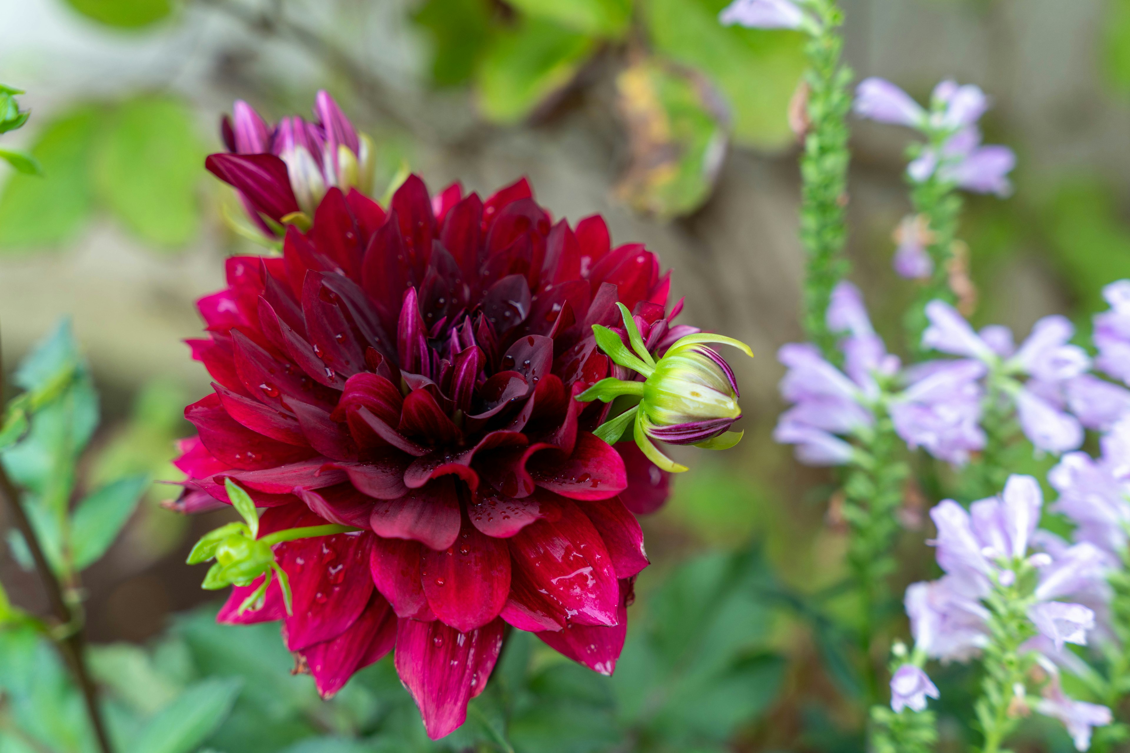 Un fiore di dalia rosso vibrante accanto a fiori viola chiaro in un giardino