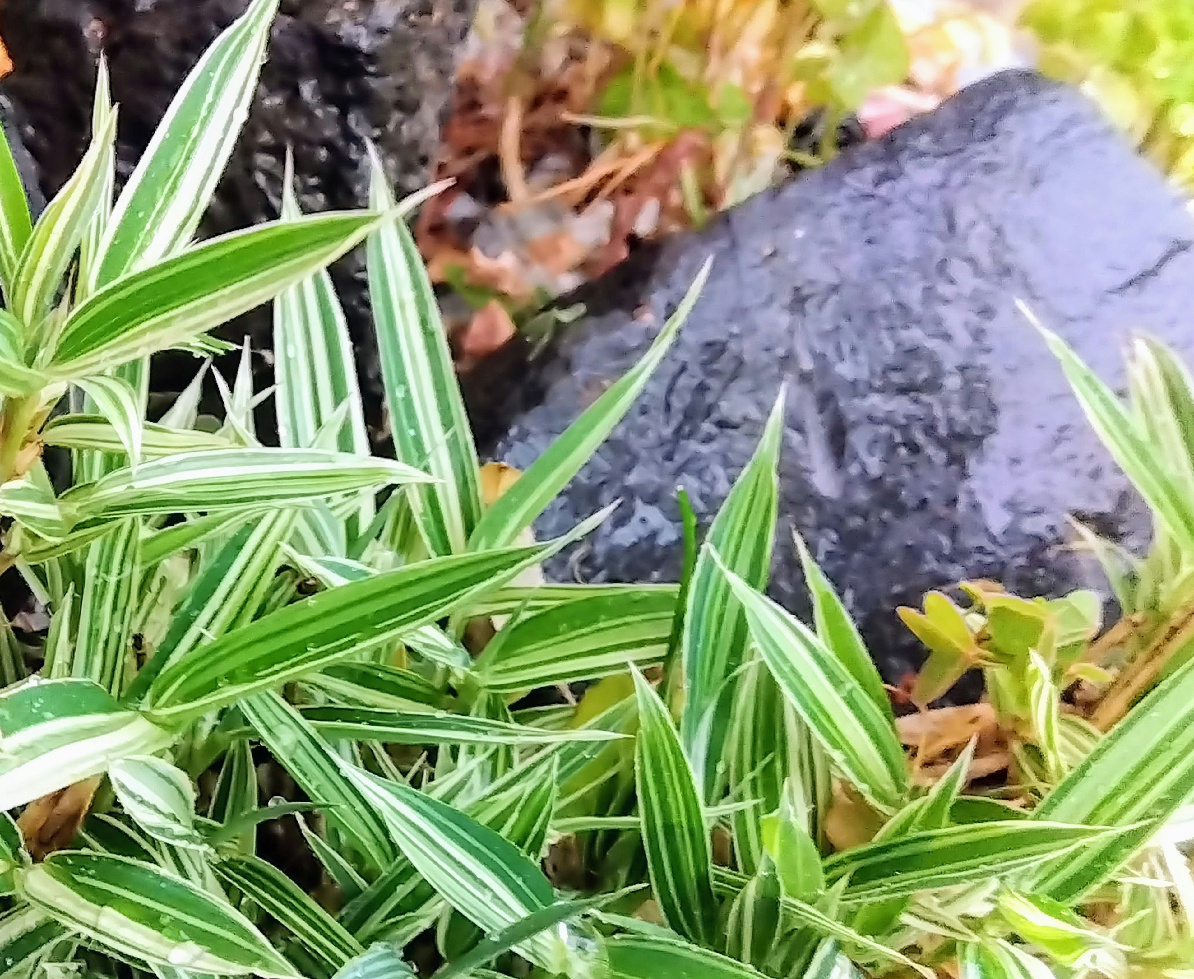 Une plante avec des feuilles rayées vertes et blanches à côté d'une roche noire