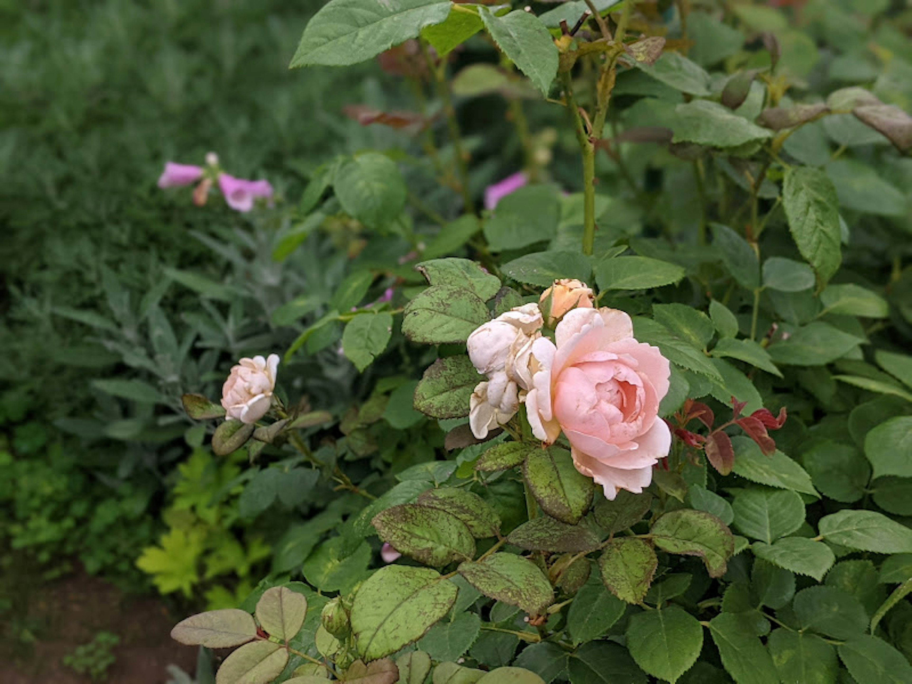 Una rosa rosa floreciendo entre un follaje verde