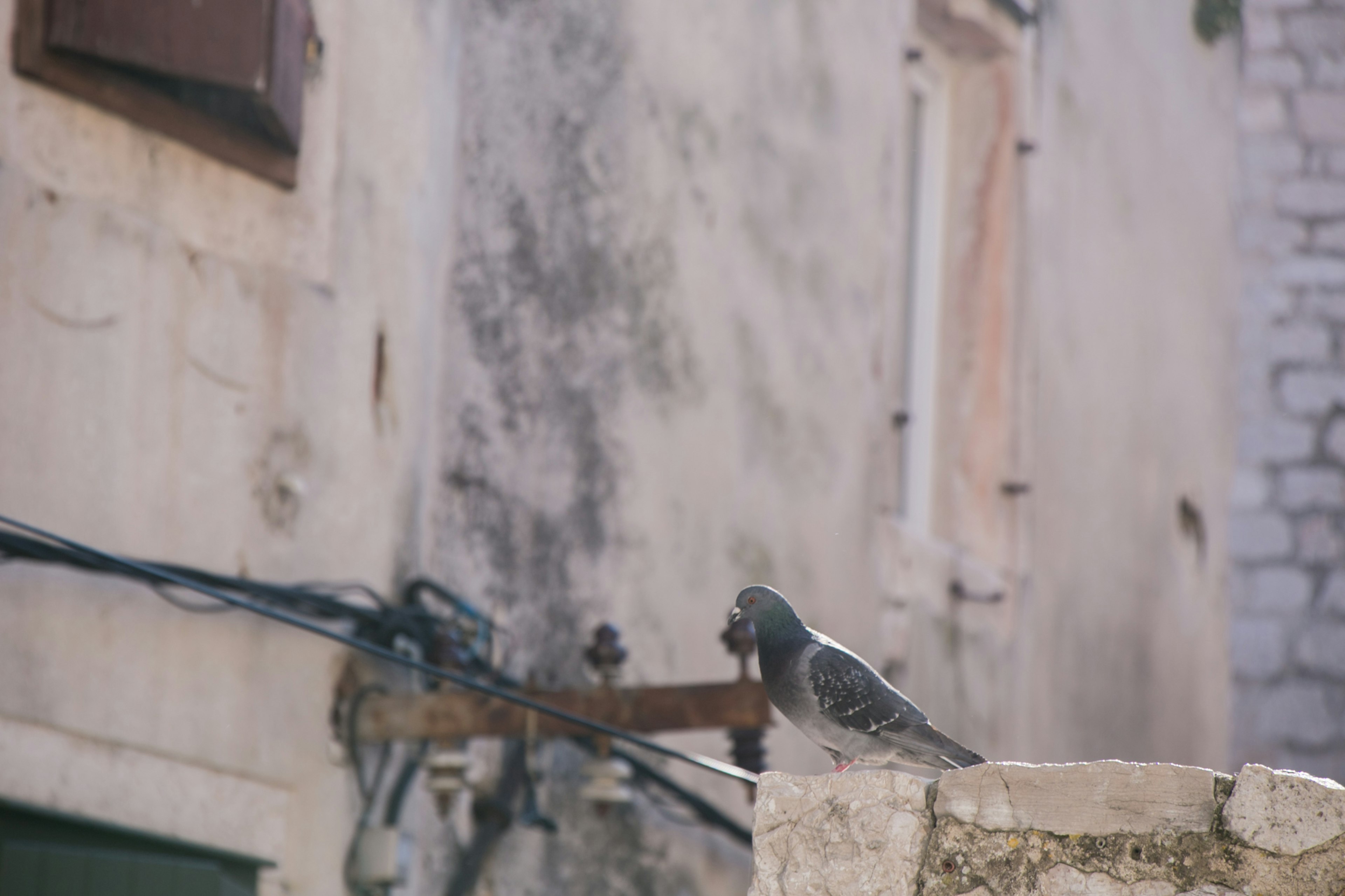 Una paloma posada en una antigua pared de piedra con un fondo de edificio borroso