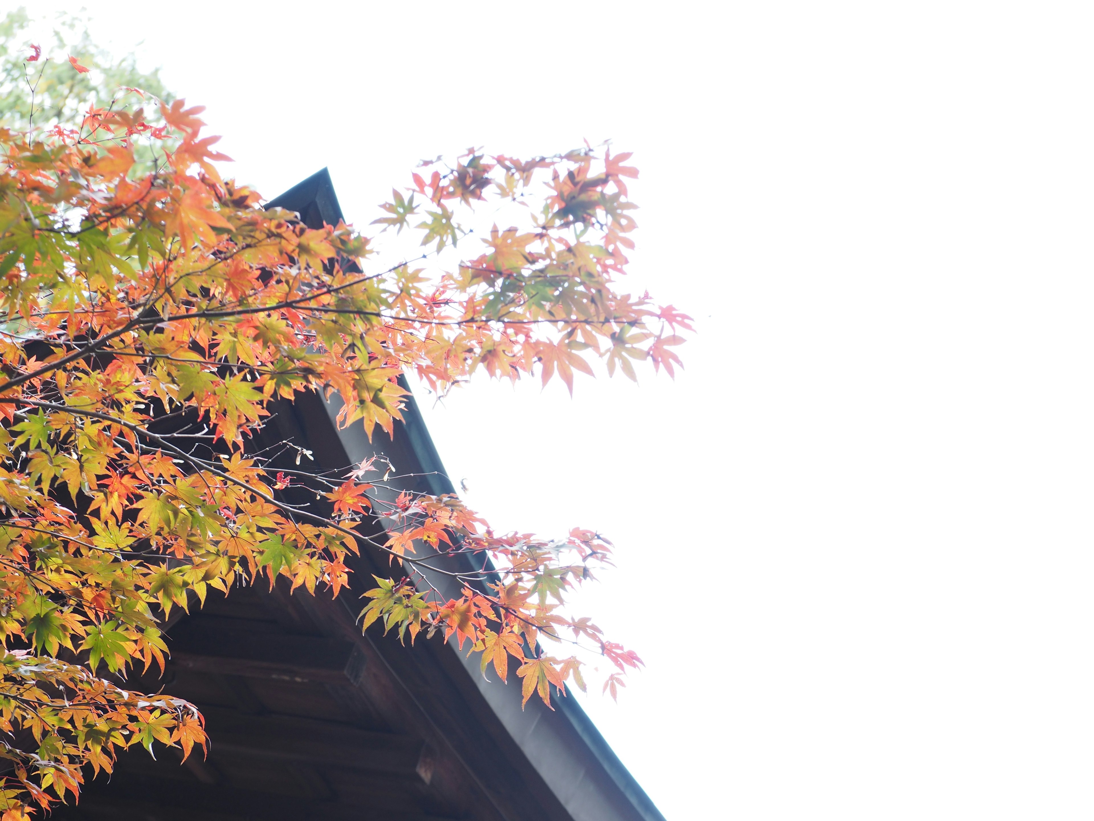 Maple leaves turning red above a dark roof against a bright sky