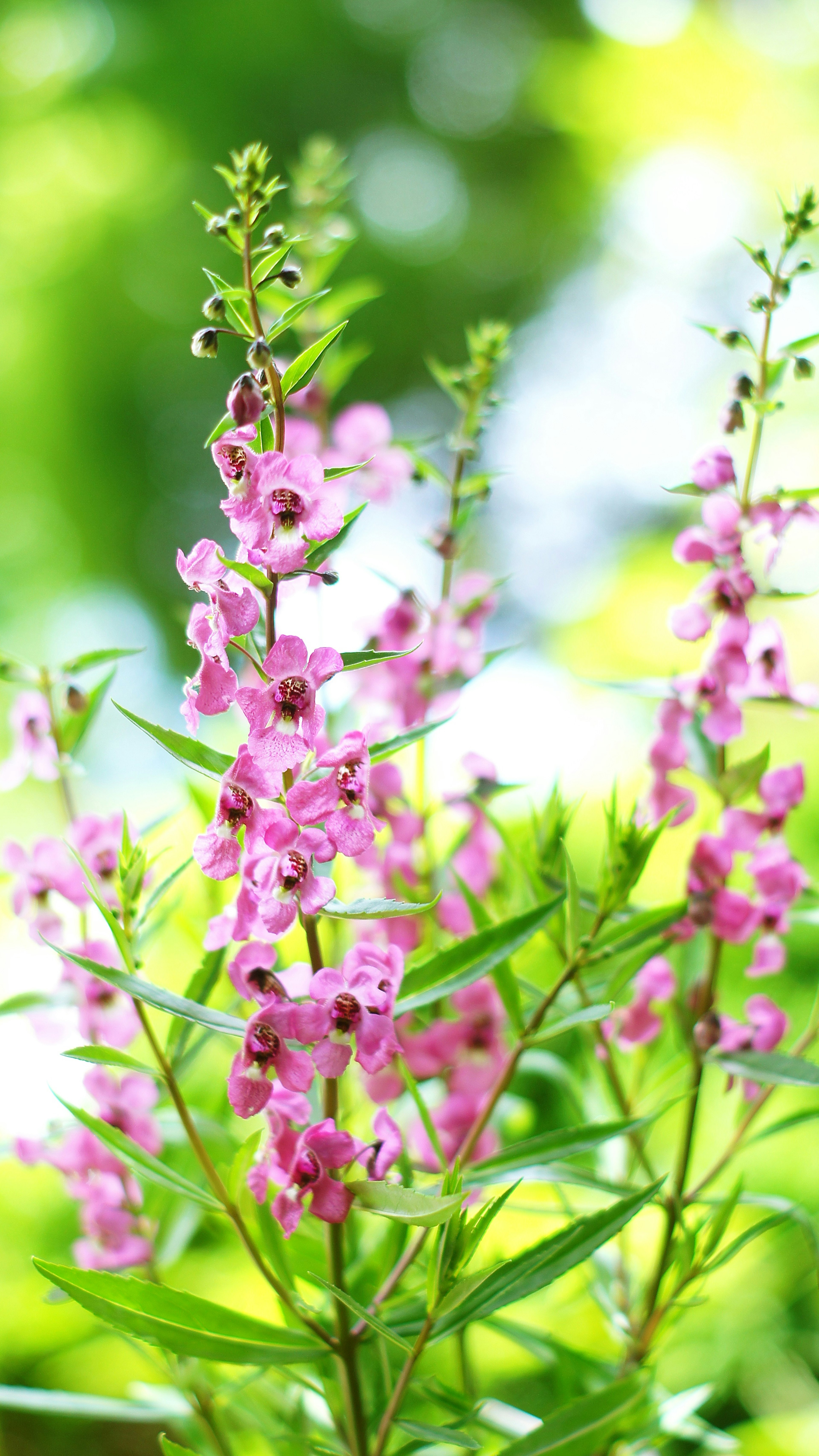 Close-up bunga pink cerah pada tanaman dengan daun hijau dan latar belakang buram