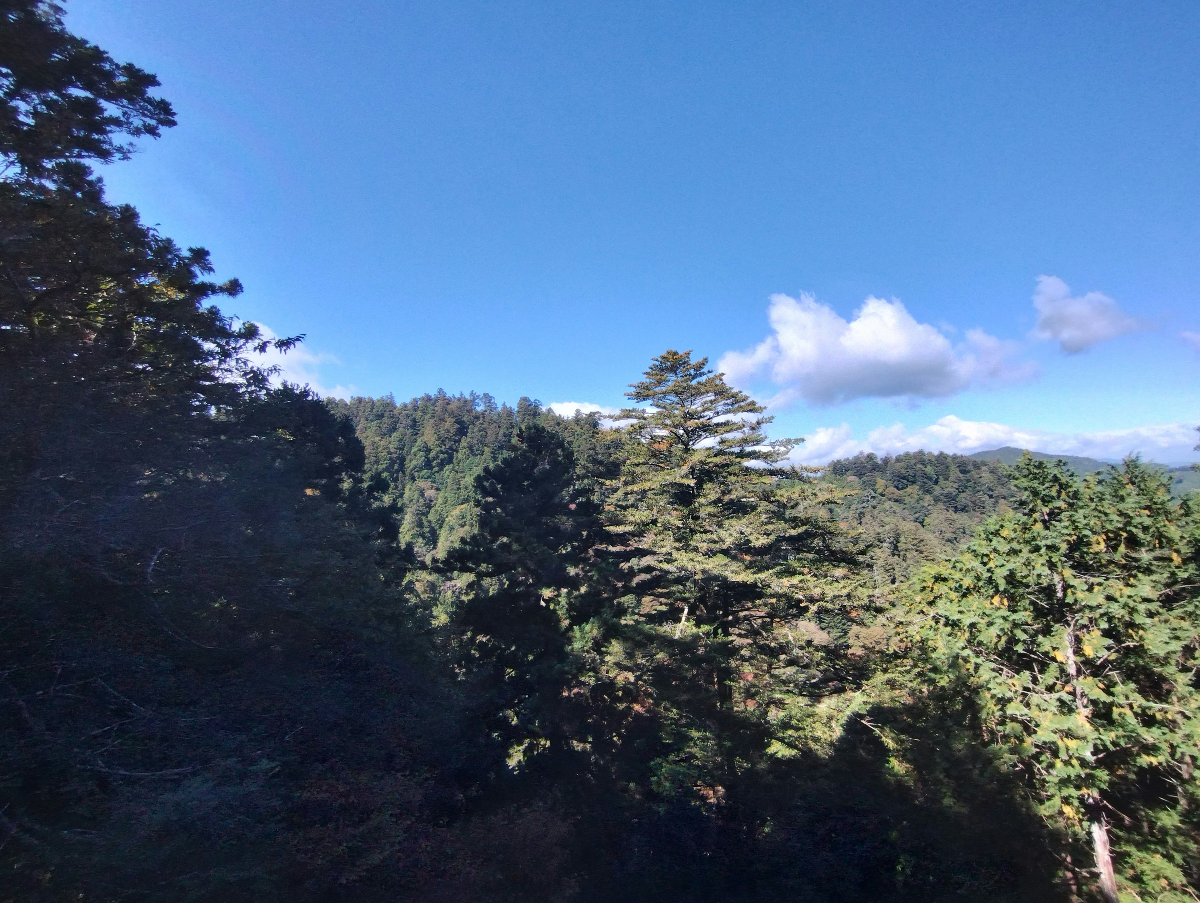 Waldlandschaft mit blauem Himmel und Wolken grüne Bäume im Vordergrund