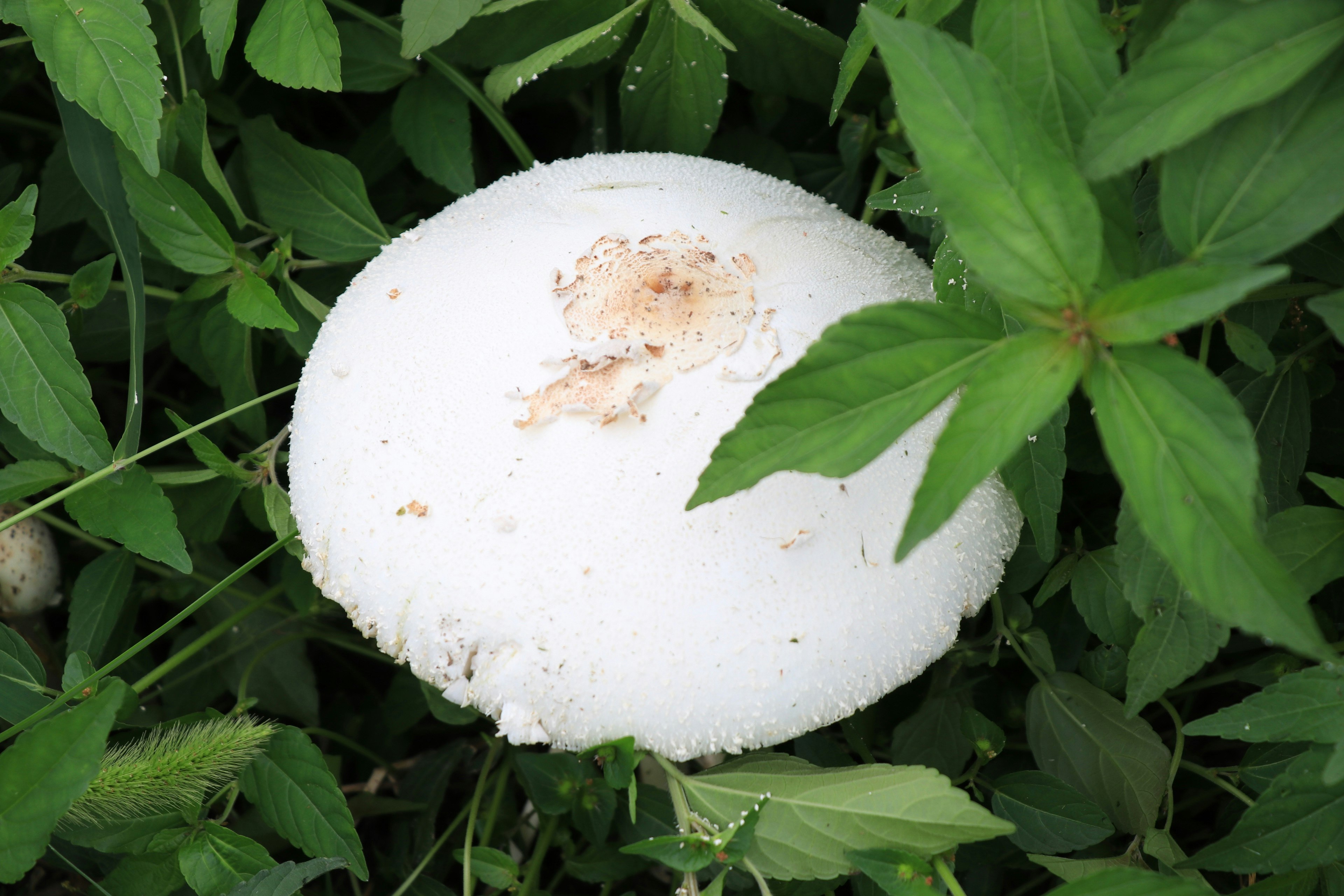 A white mushroom surrounded by green leaves