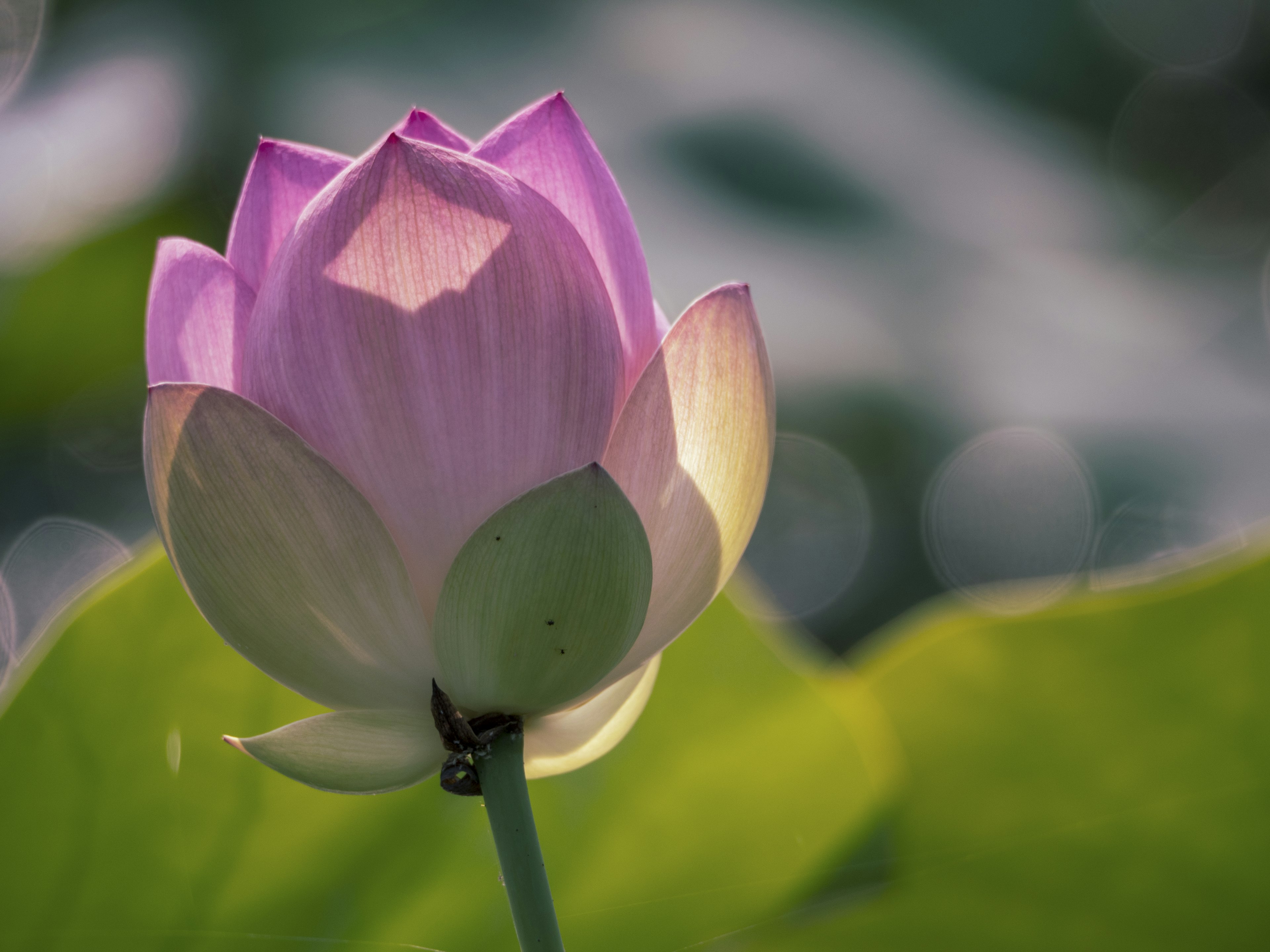 A pink lotus flower blooming above green leaves