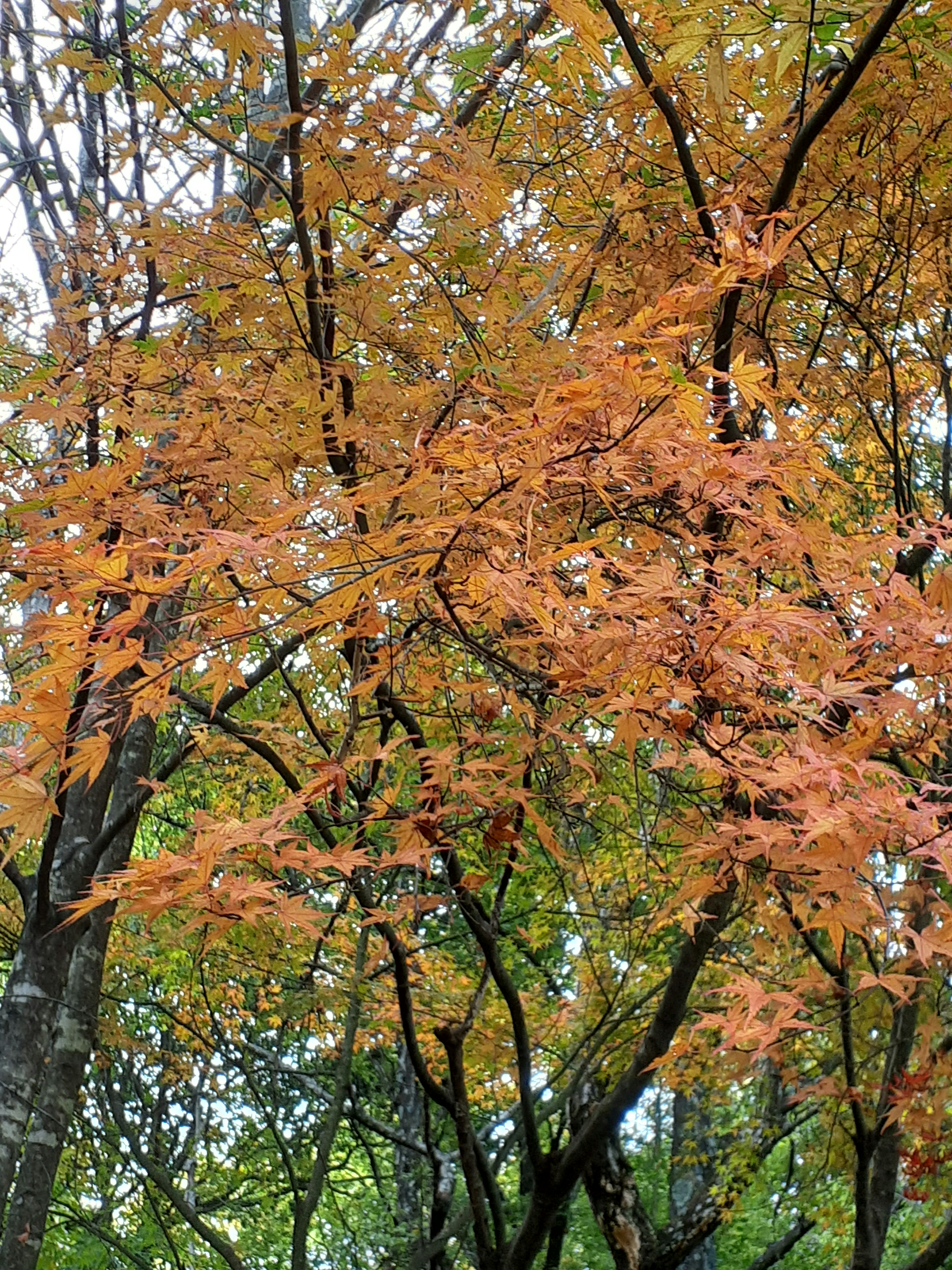 Scène d'automne avec des feuilles orange sur les arbres