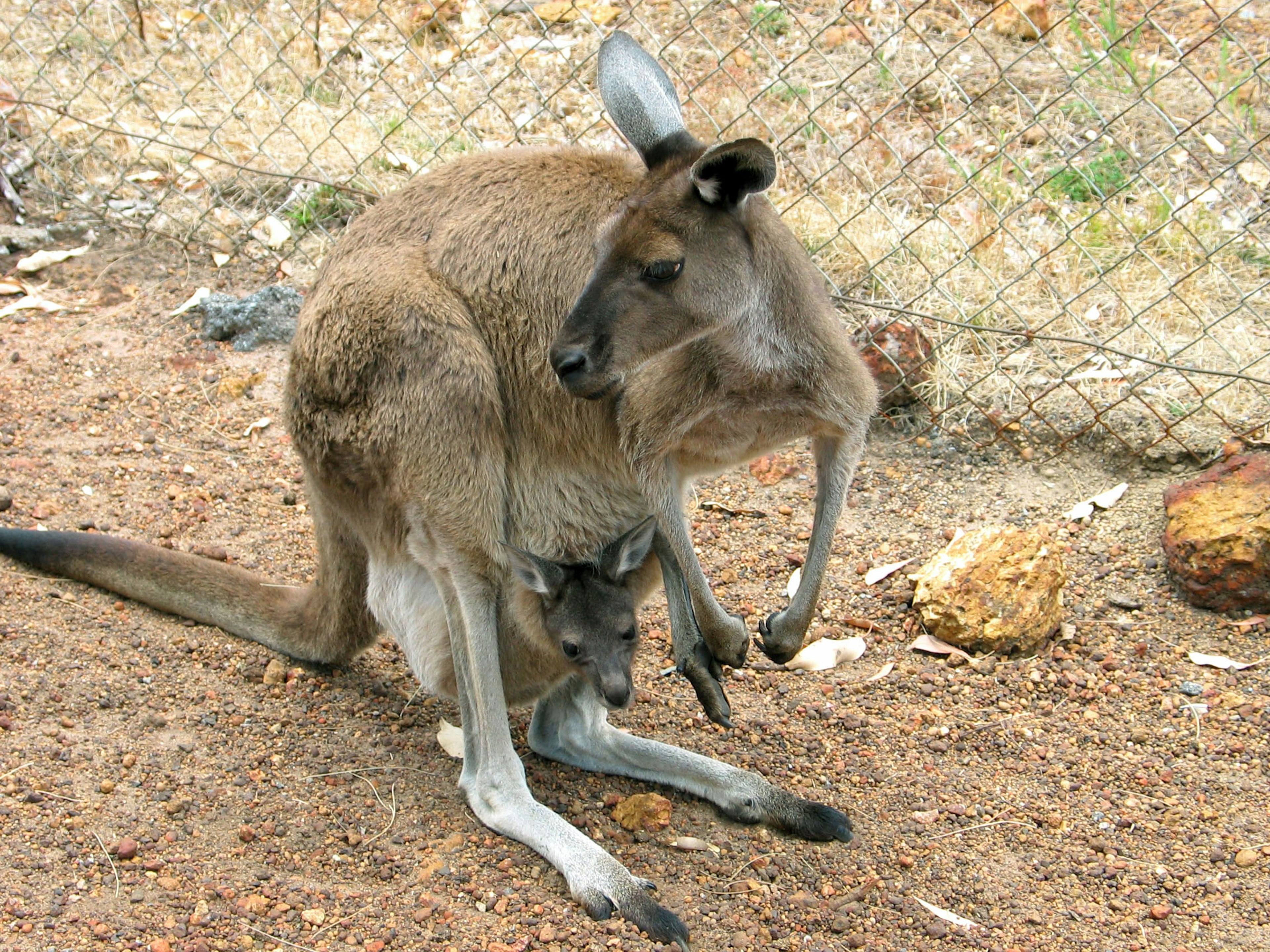 Canguro con un pequeño en su bolsa