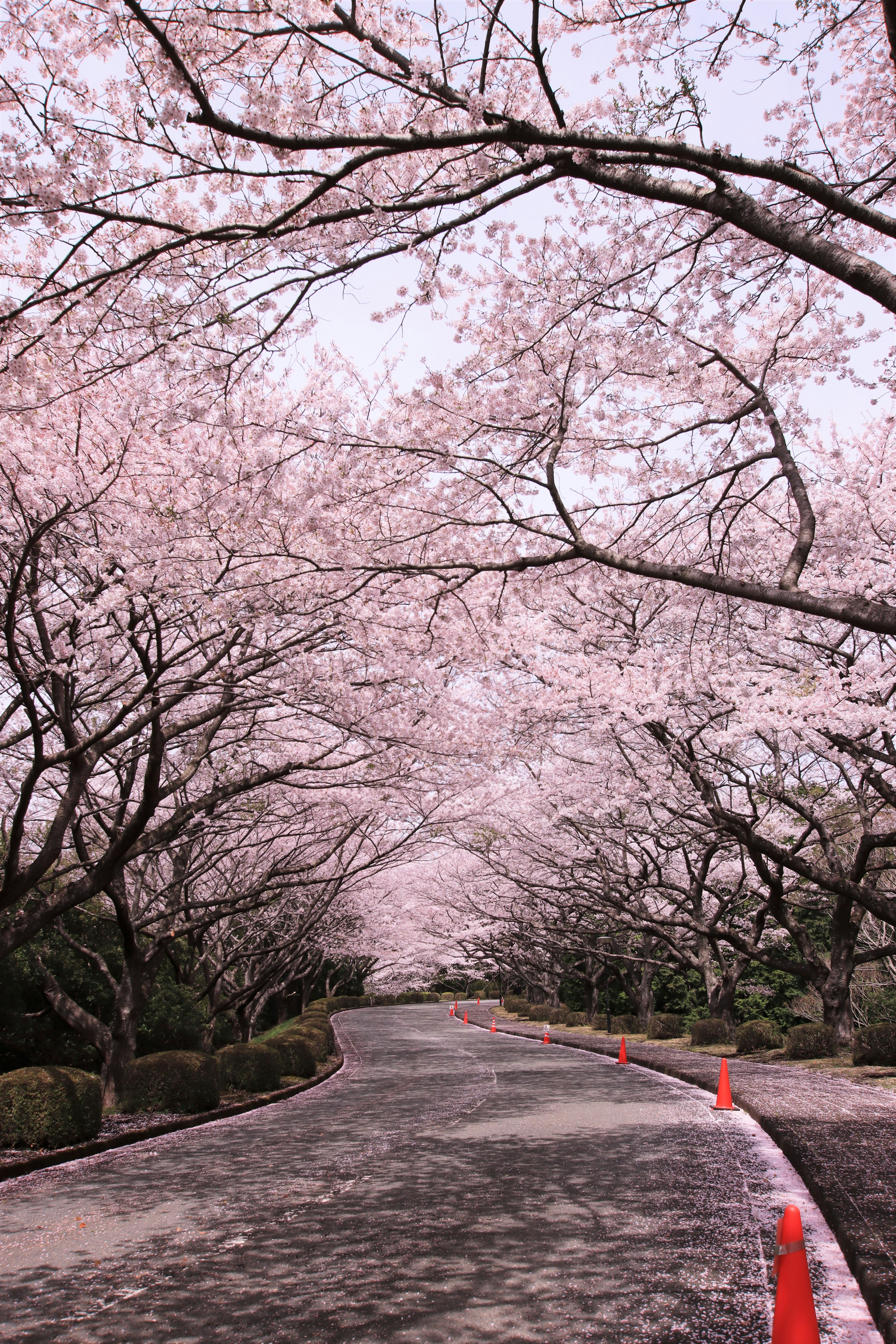 Eine schöne Szene einer Straße, gesäumt von blühenden Kirschbäumen in Rosa