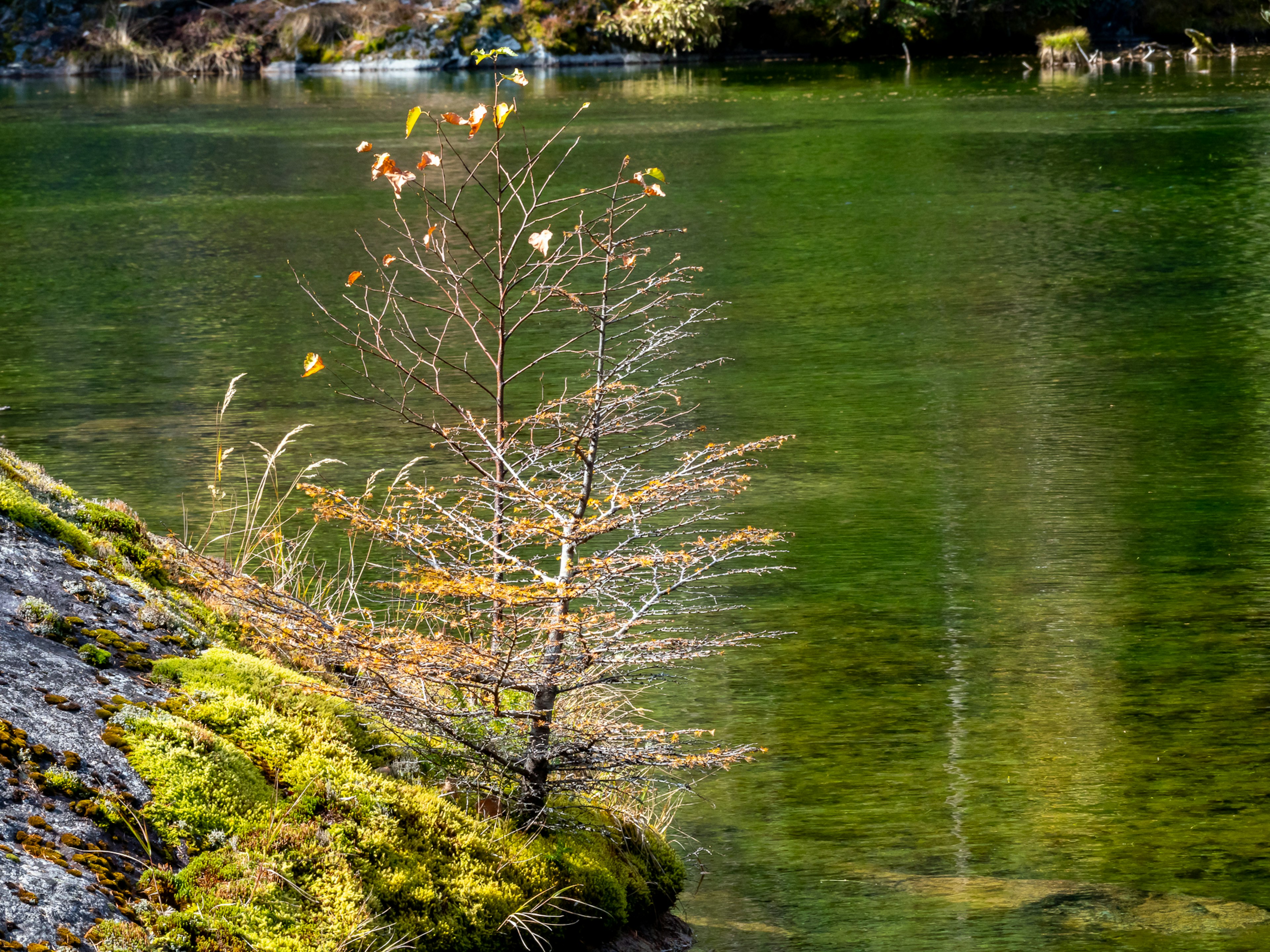 A slender tree near a green water surface with moss-covered rocks