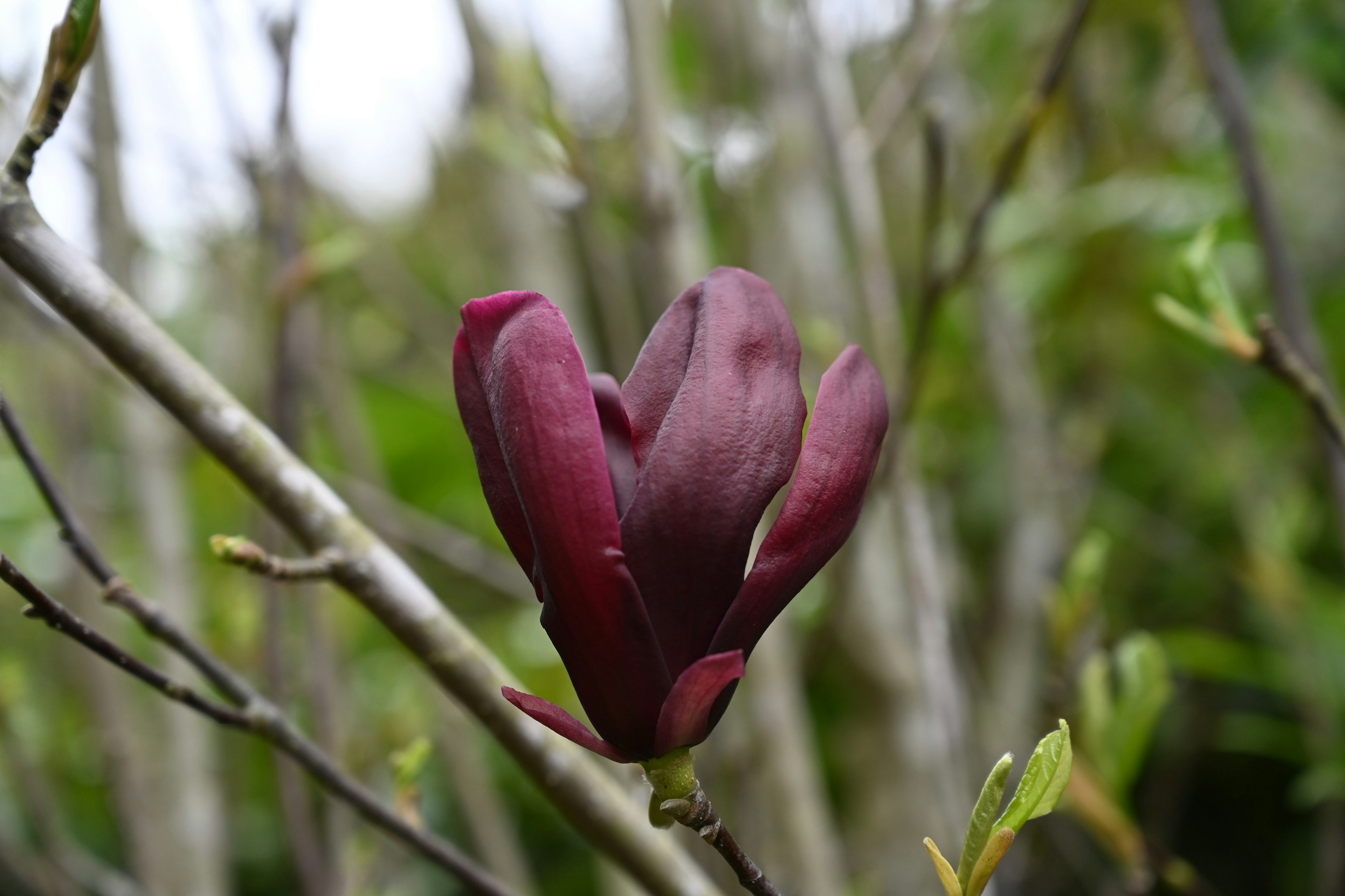 Une fleur violette en bouton sur une branche entourée de verdure