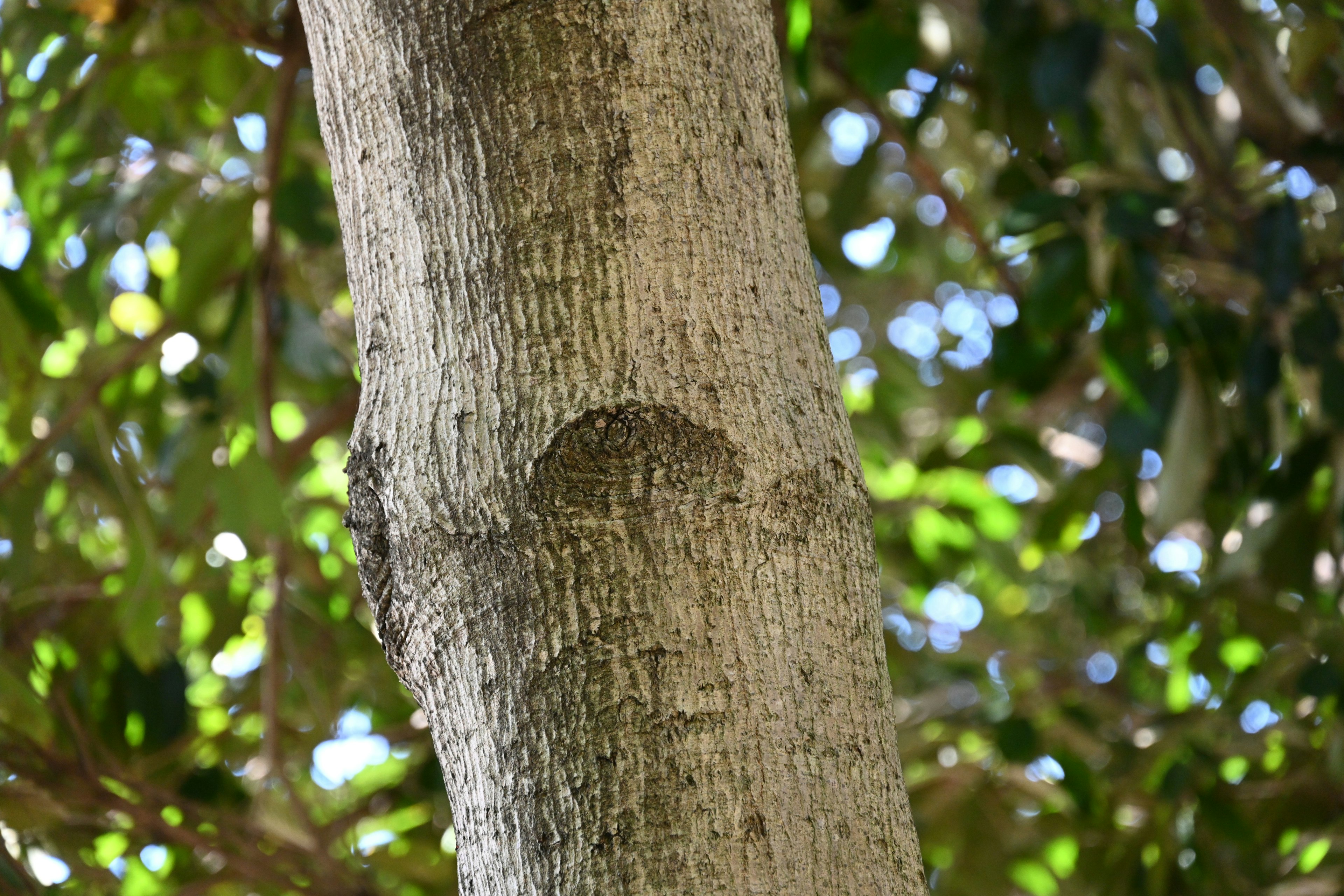 Gros plan sur un tronc d'arbre avec un fond vert