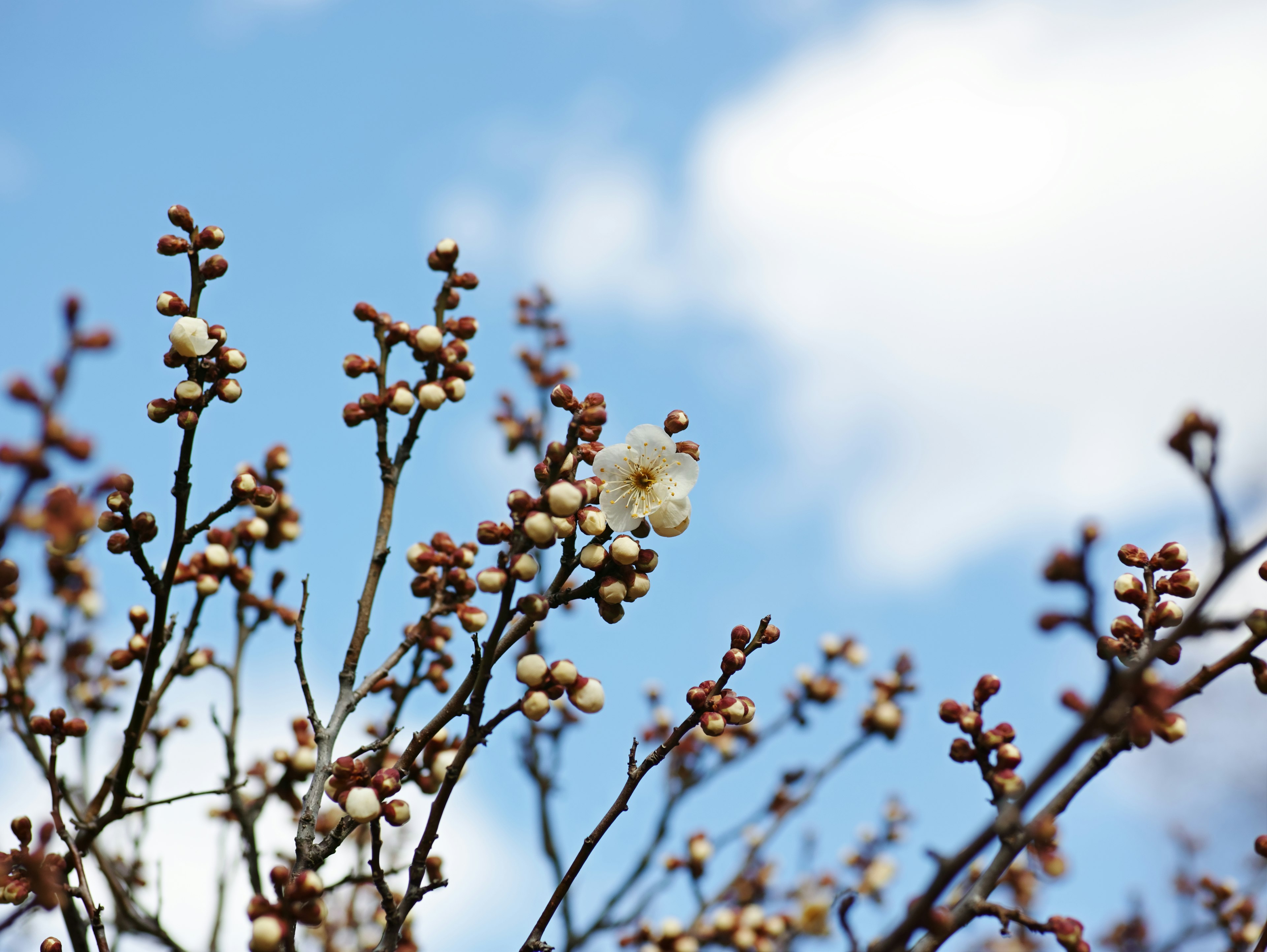 Rami con gemme e fiori sotto un cielo blu