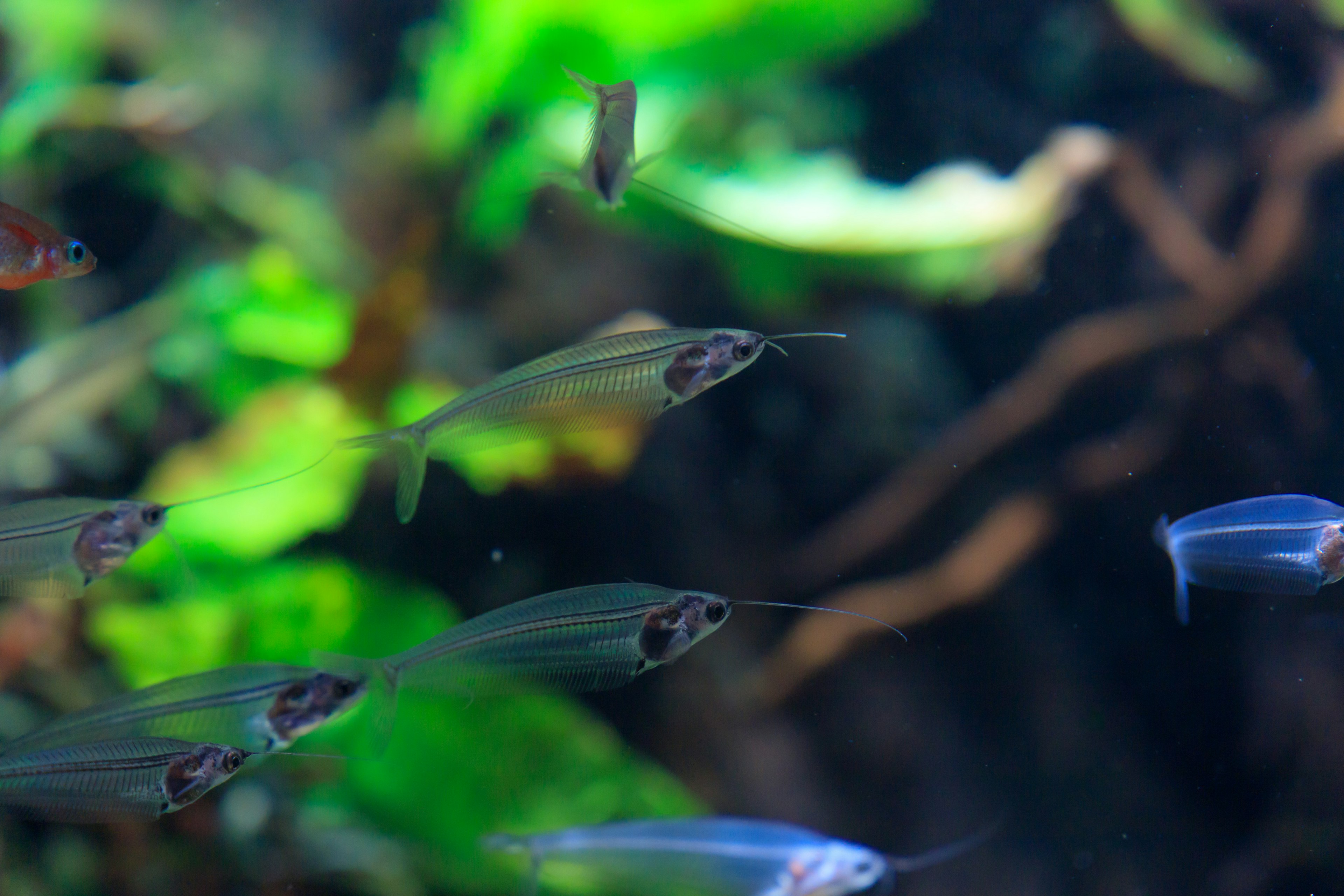 Peces transparentes nadando en un acuario rodeado de plantas verdes