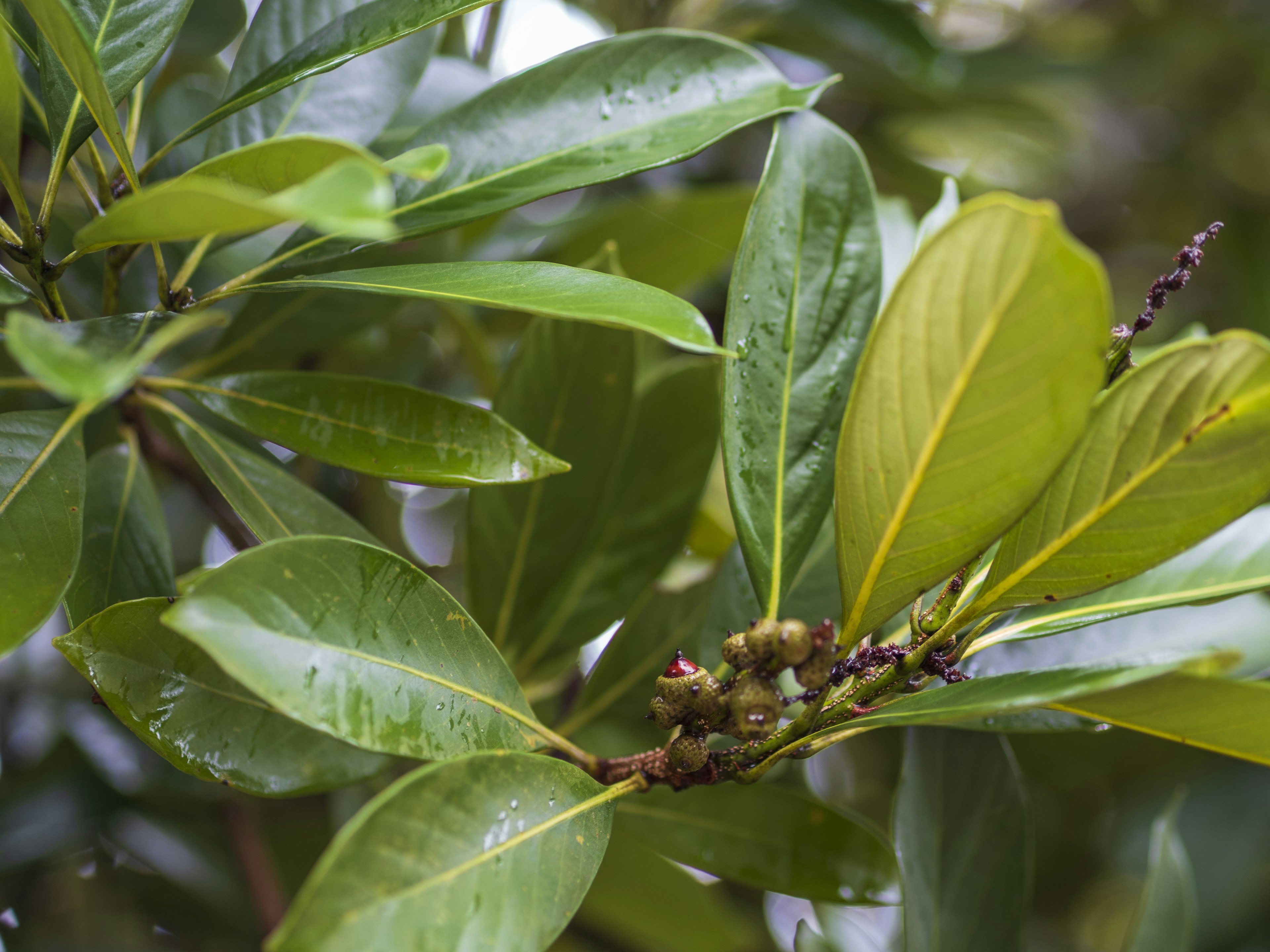 Kedekatan tanaman dengan daun hijau dan tunas baru