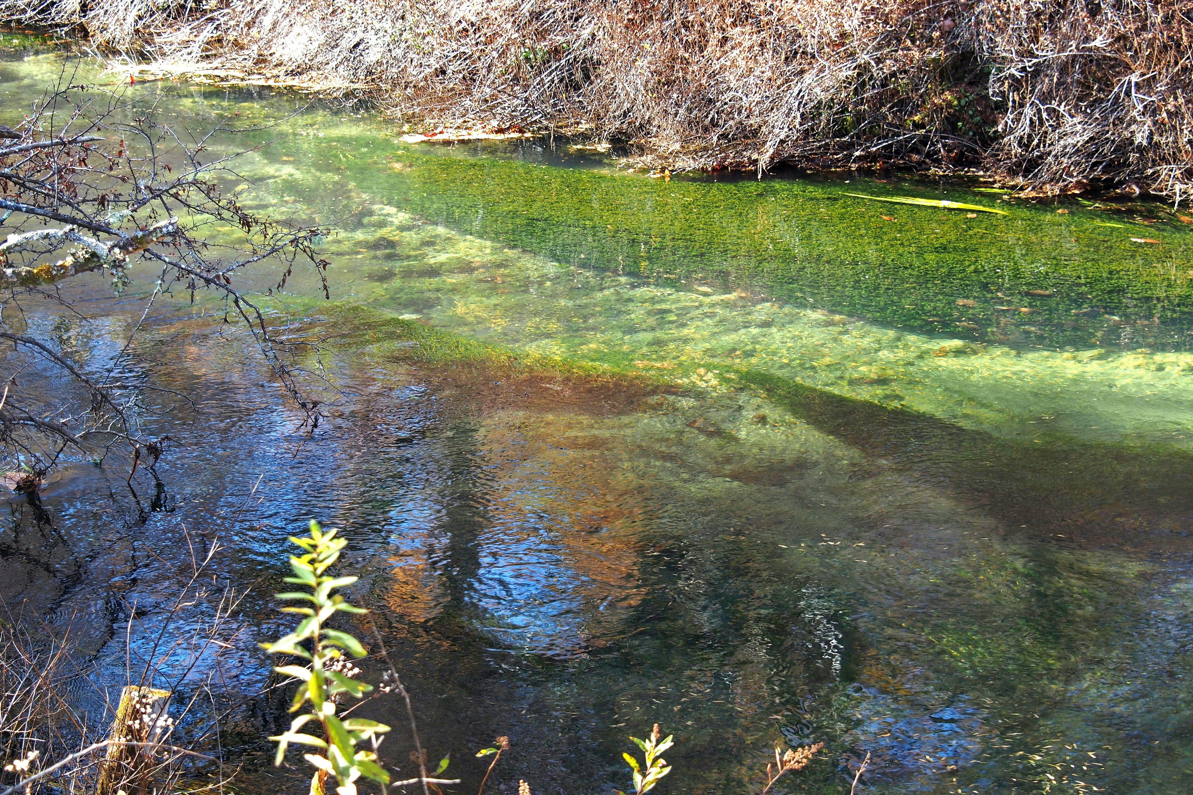 Una scena di fiume tranquilla con acqua verde e piante secche lungo la riva