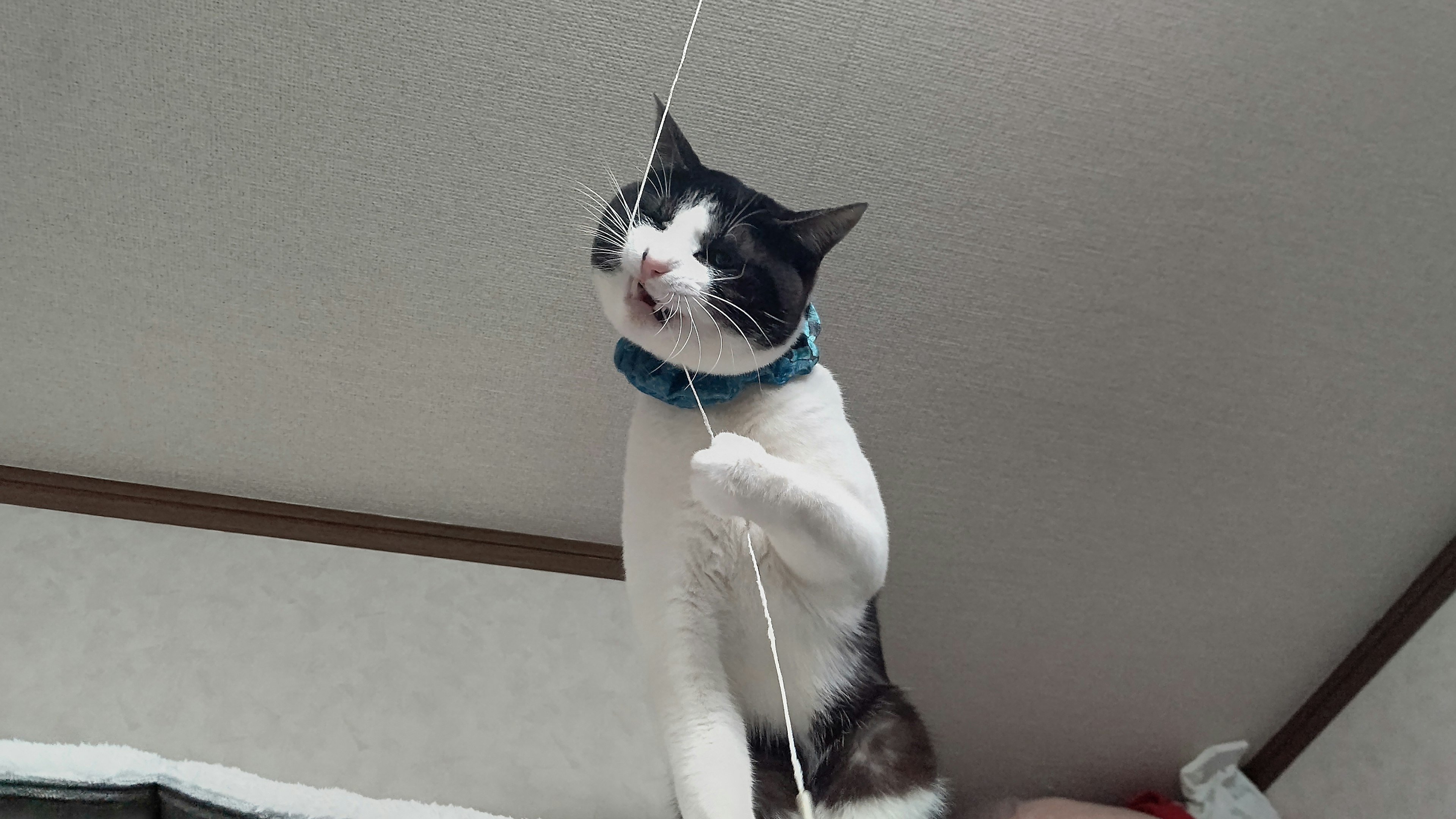 A cat playfully tugging on a string