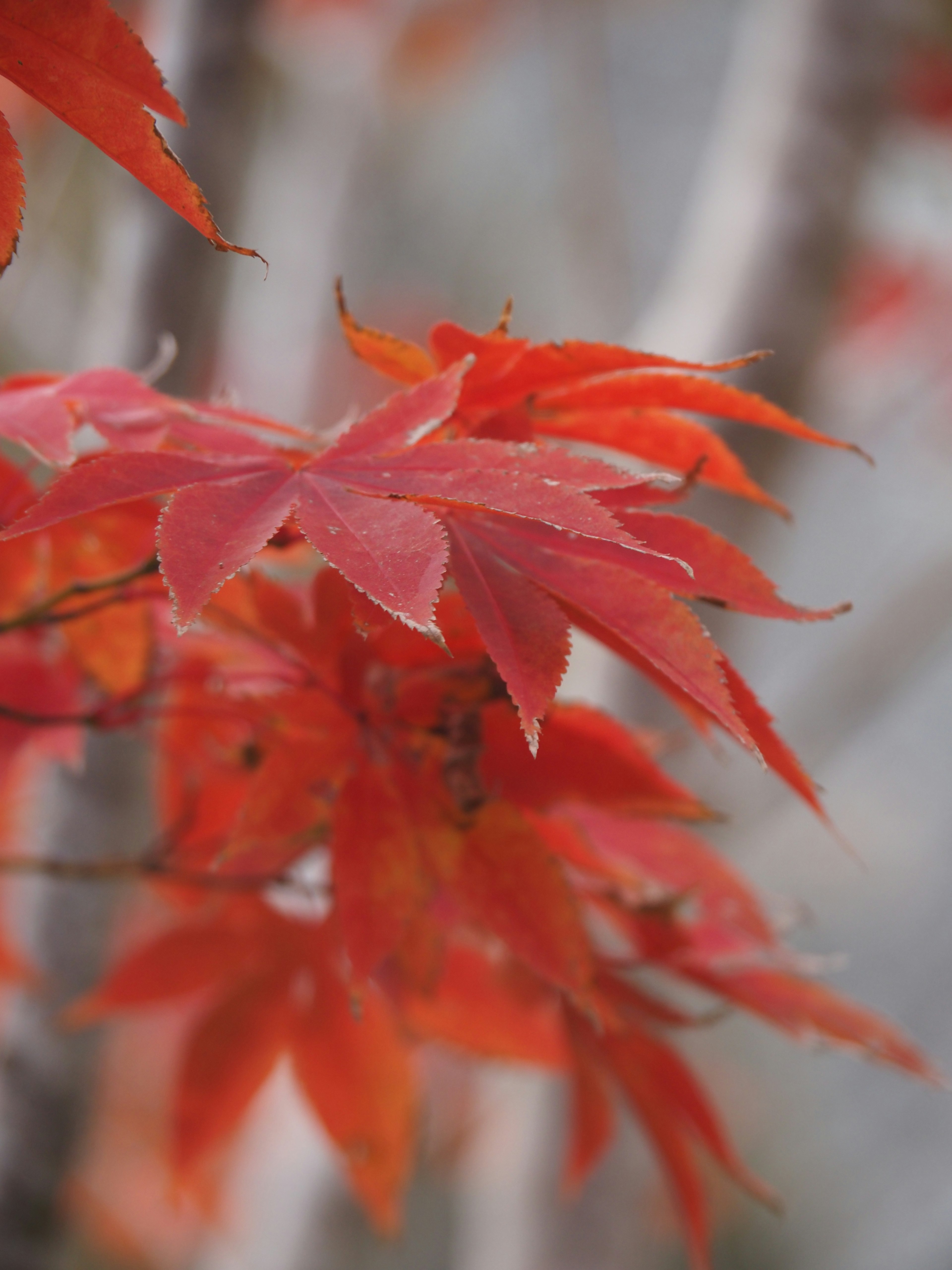 Vibrant red maple leaves clustered on a branch