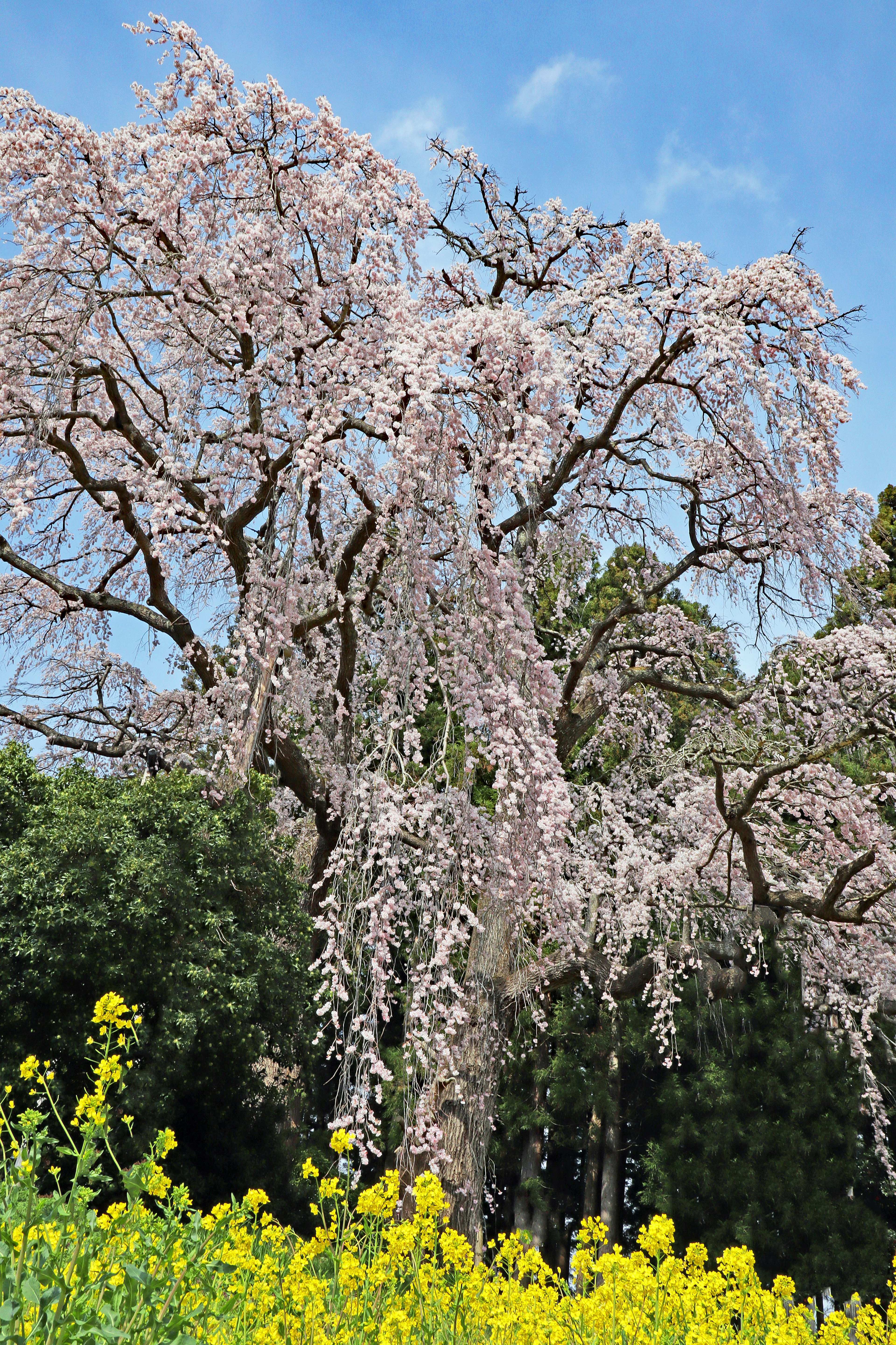 Pohon sakura berbunga dengan cabang menggantung dan bunga rapeseed kuning