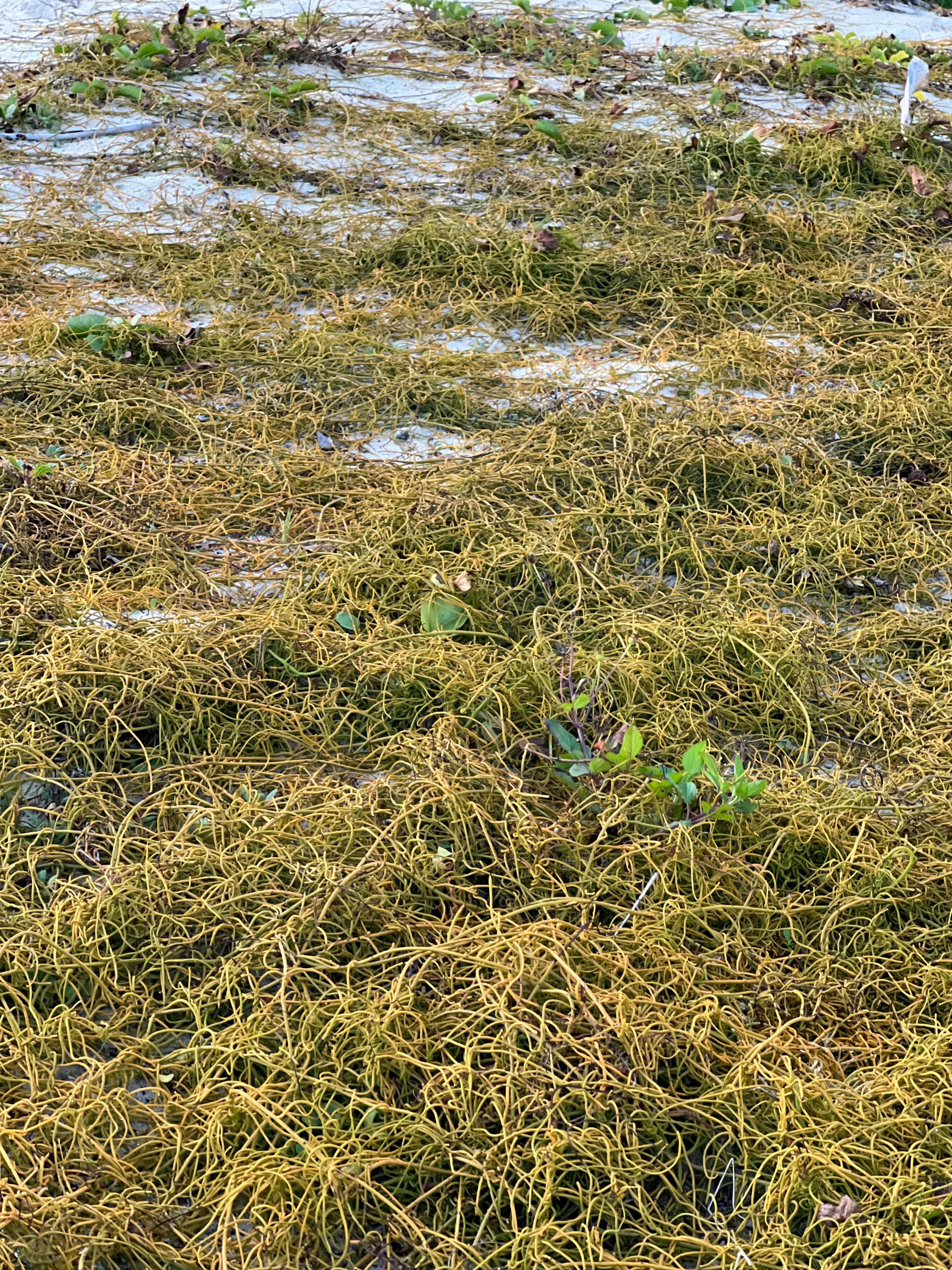 海岸に広がる黄色い海藻と緑の植物の混合