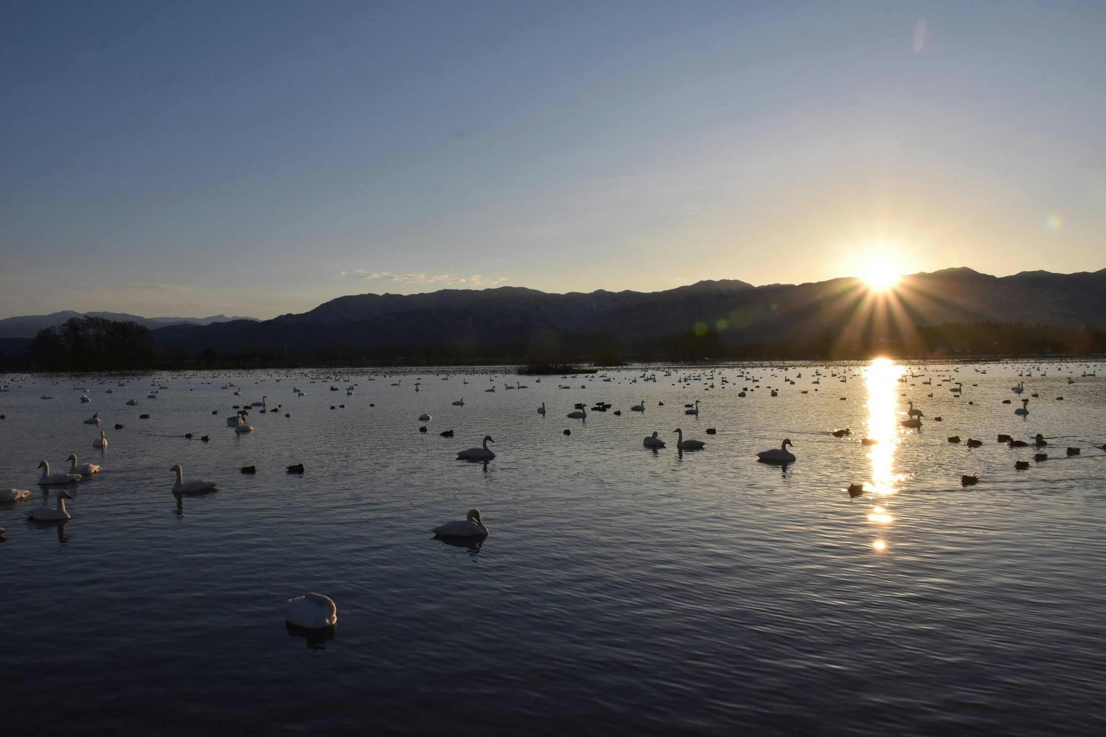 Beautiful landscape with swans floating on the lake and sunset reflection