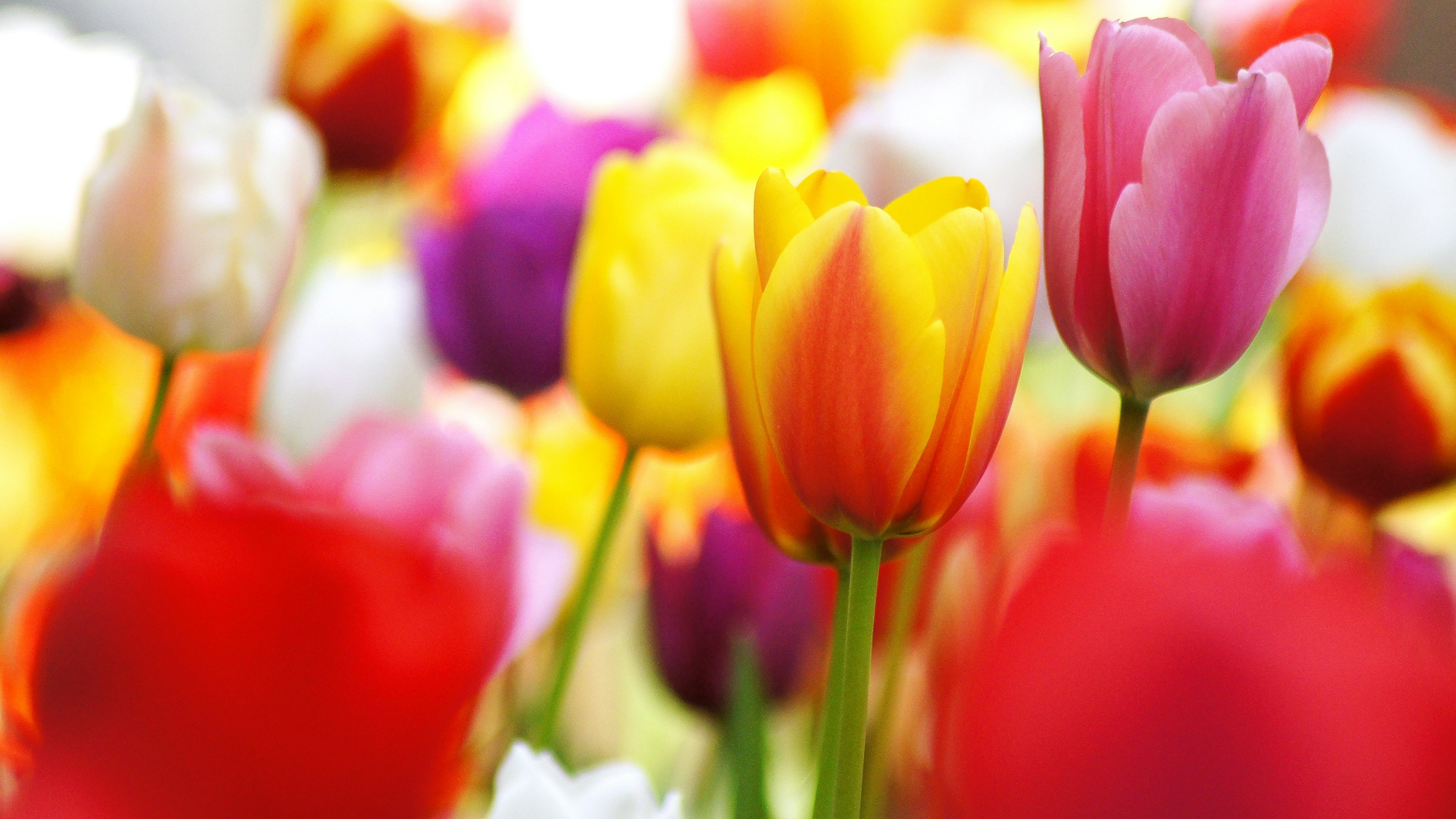 Close-up of a vibrant tulip garden with various colored tulips