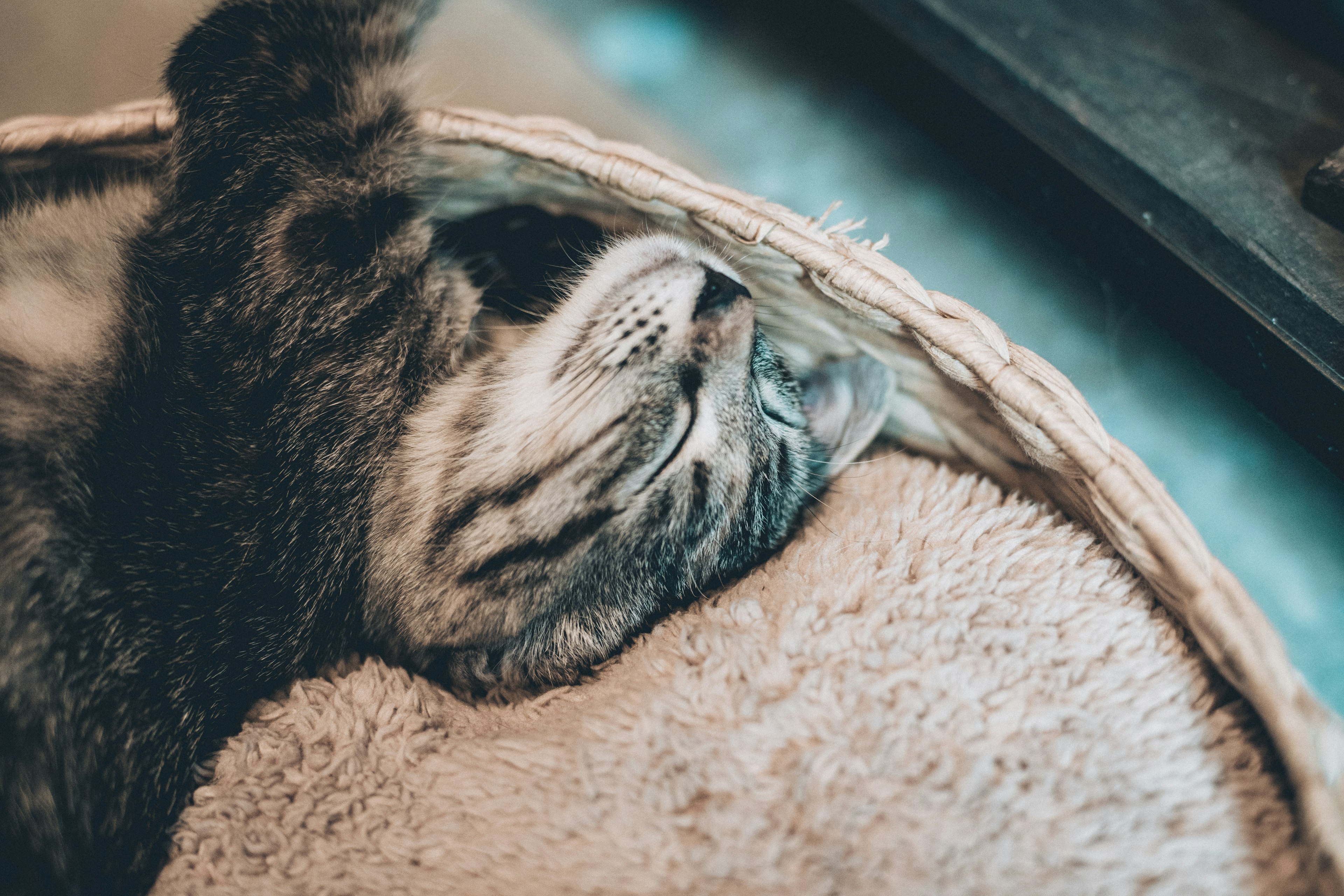 Eine Katze schläft in einem gemütlichen Bett