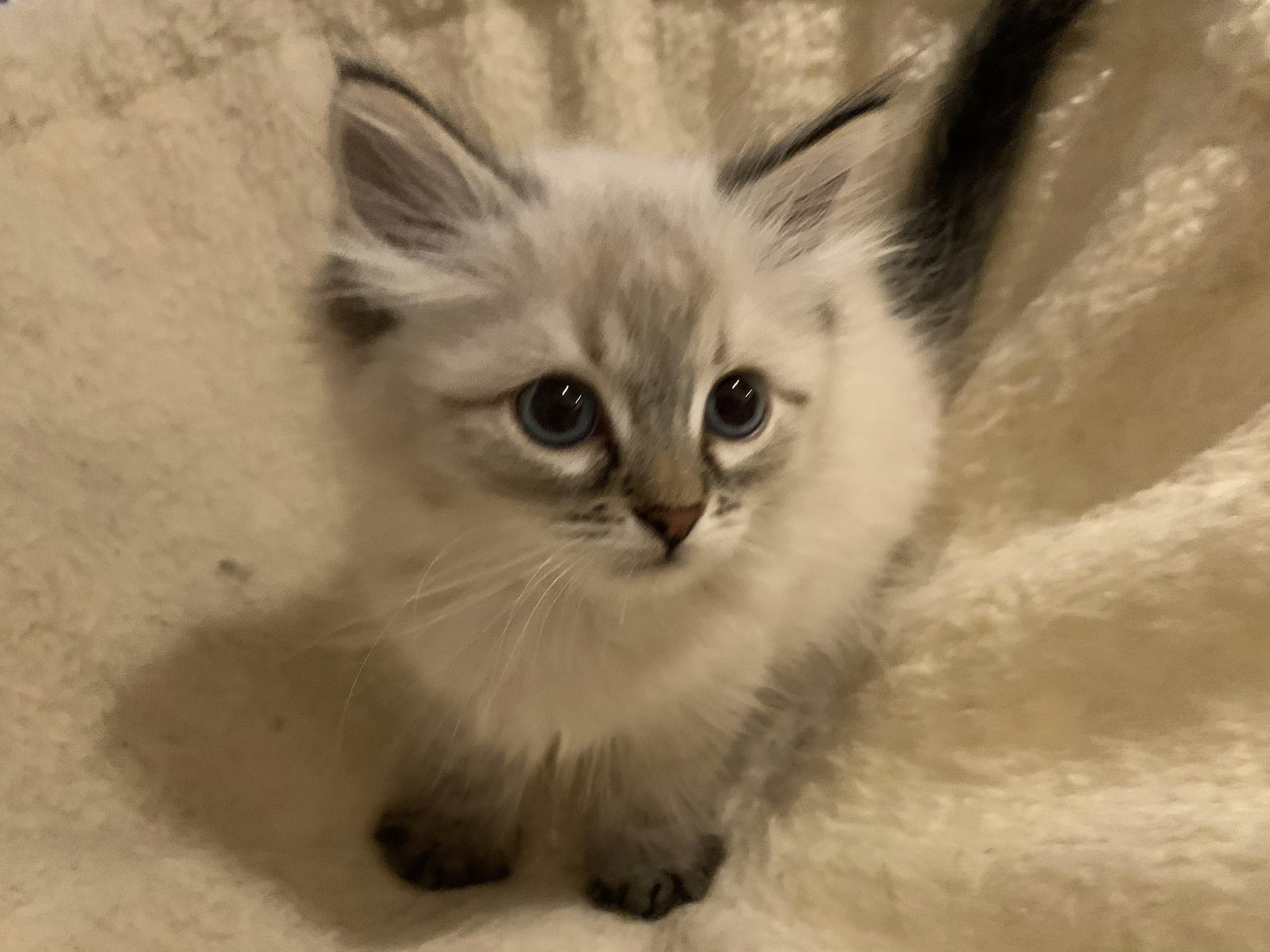 Un gattino soffice con pelo bianco seduto su una coperta morbida