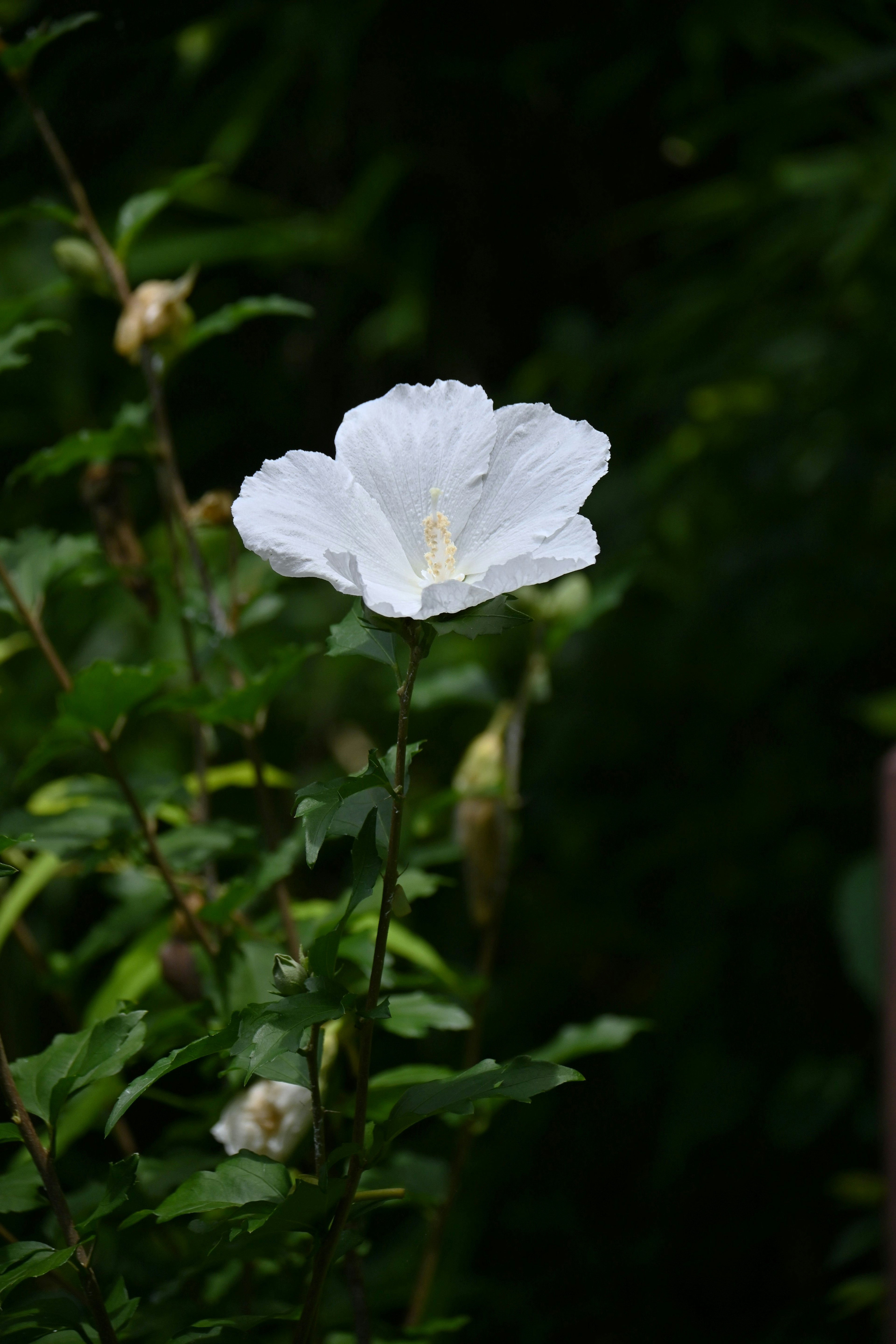 A white flower blooming among green leaves