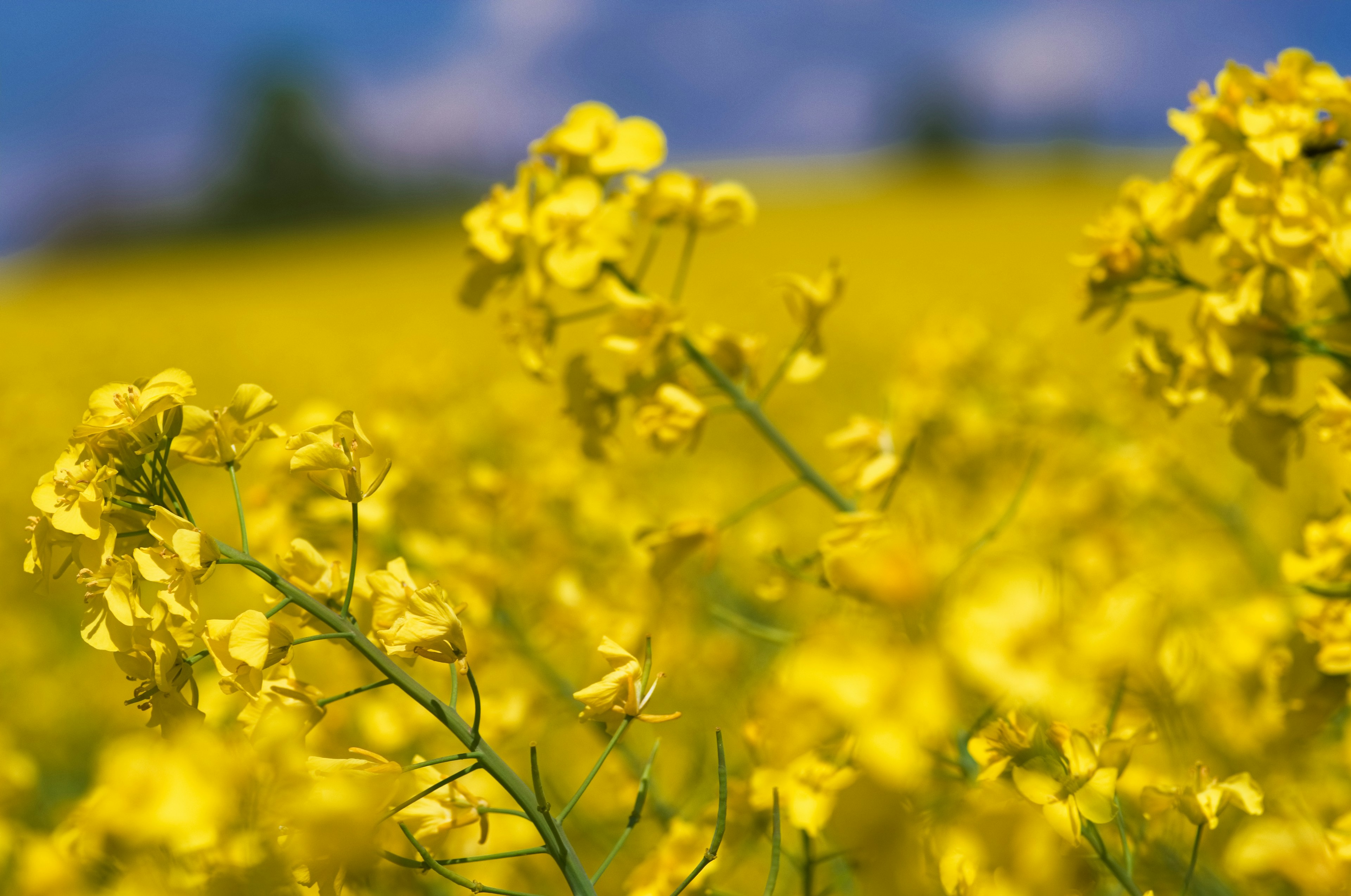 Bunga rapeseed kuning cerah mekar di bawah langit biru