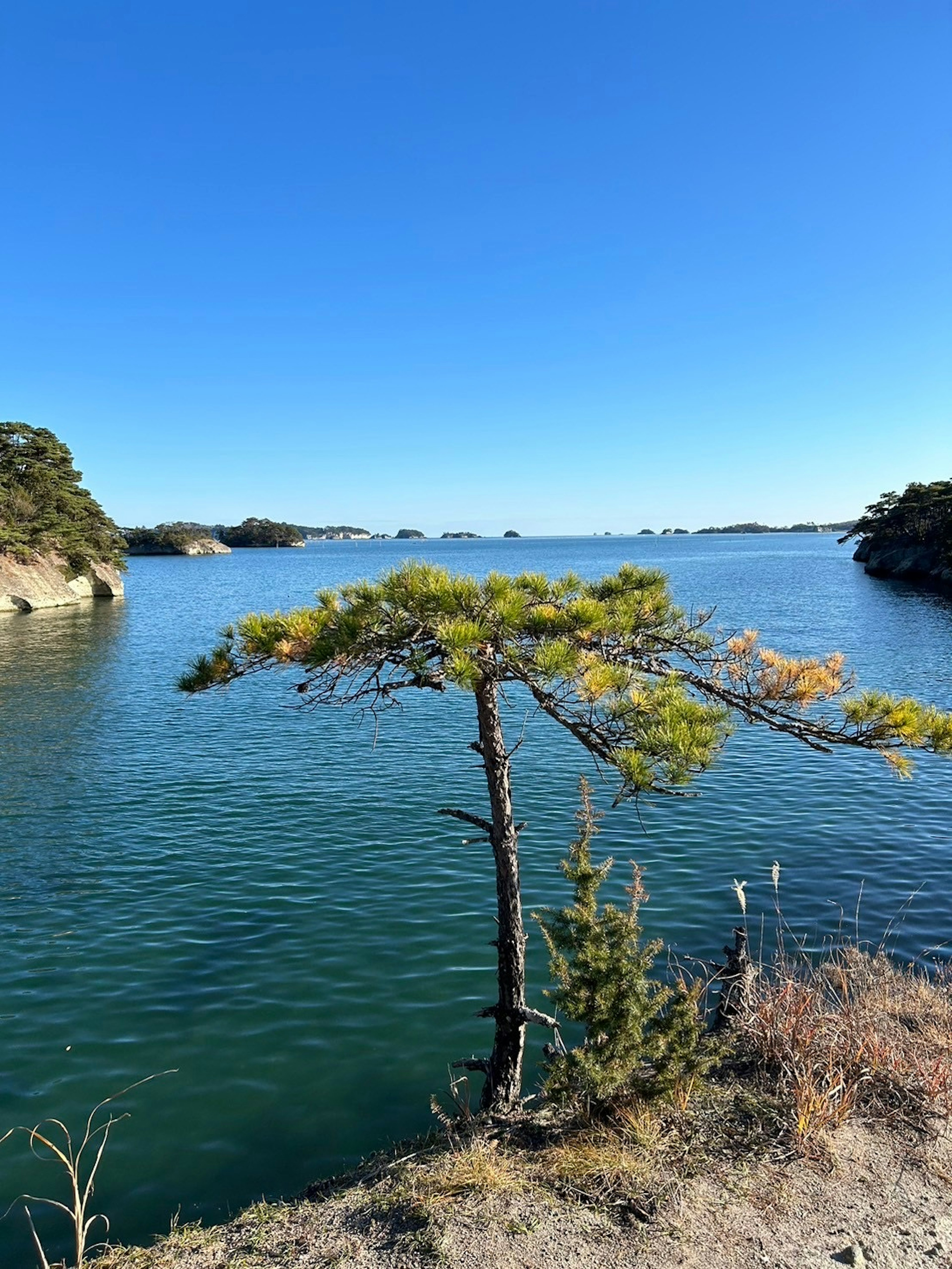 青い空と静かな水面の美しい景色に立つ松の木