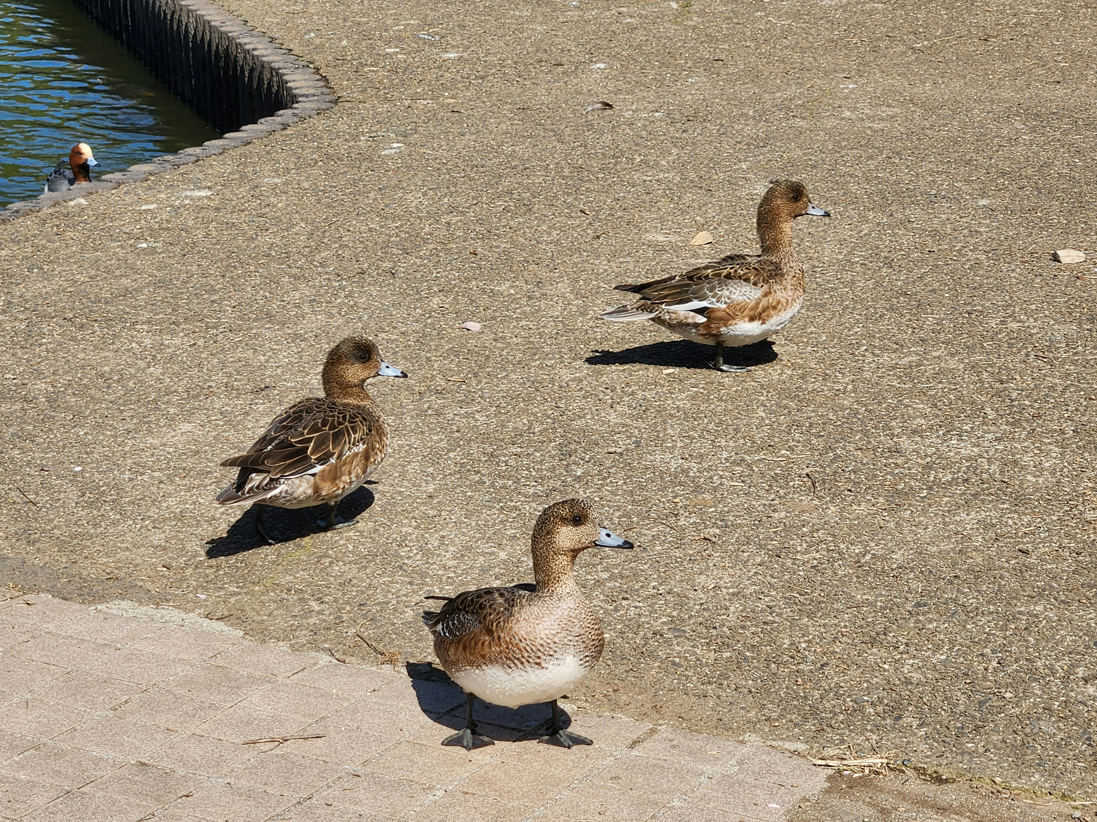 Trois canards marchant sur une surface en béton