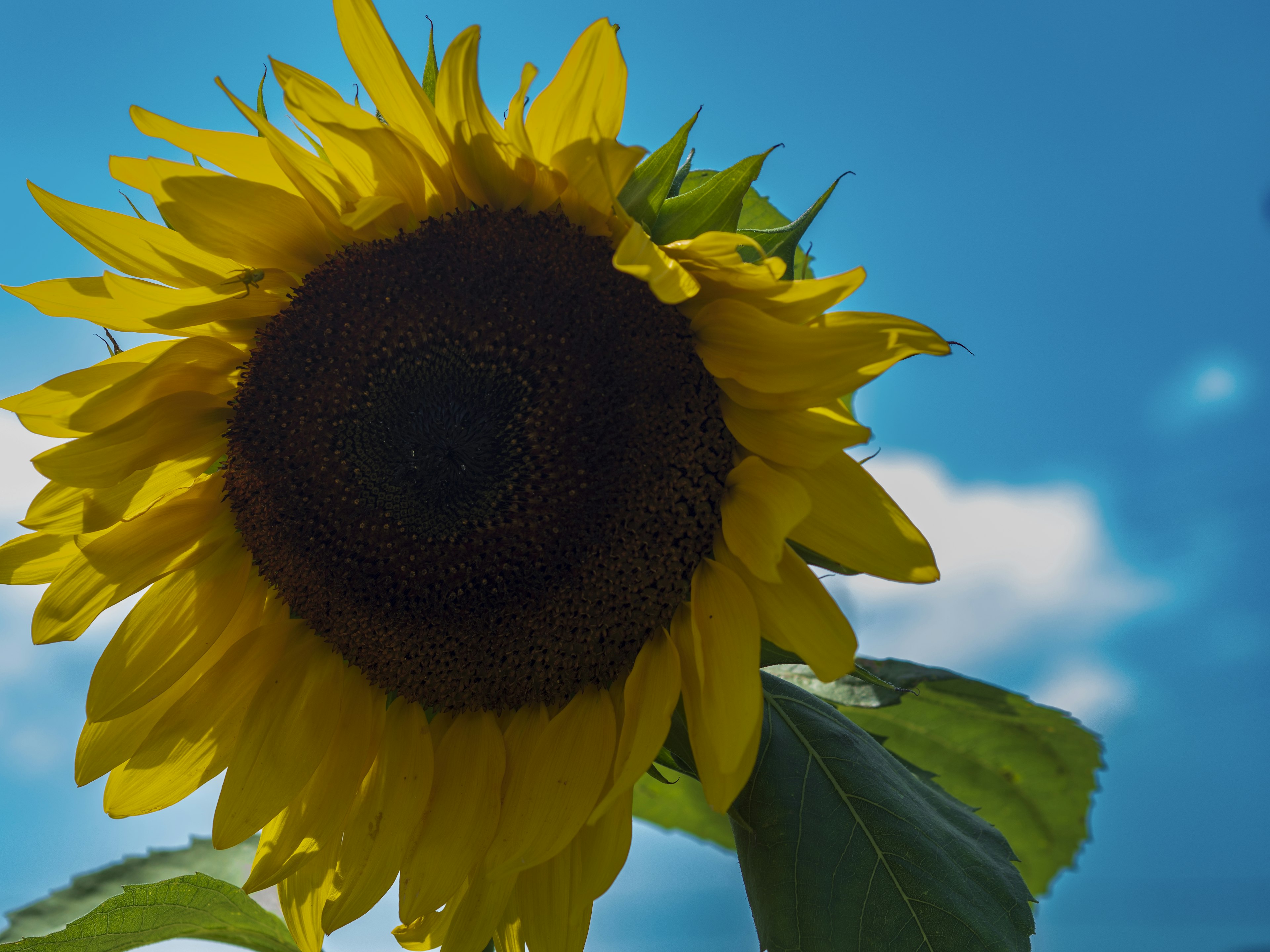 Nahaufnahme einer Sonnenblume unter einem blauen Himmel