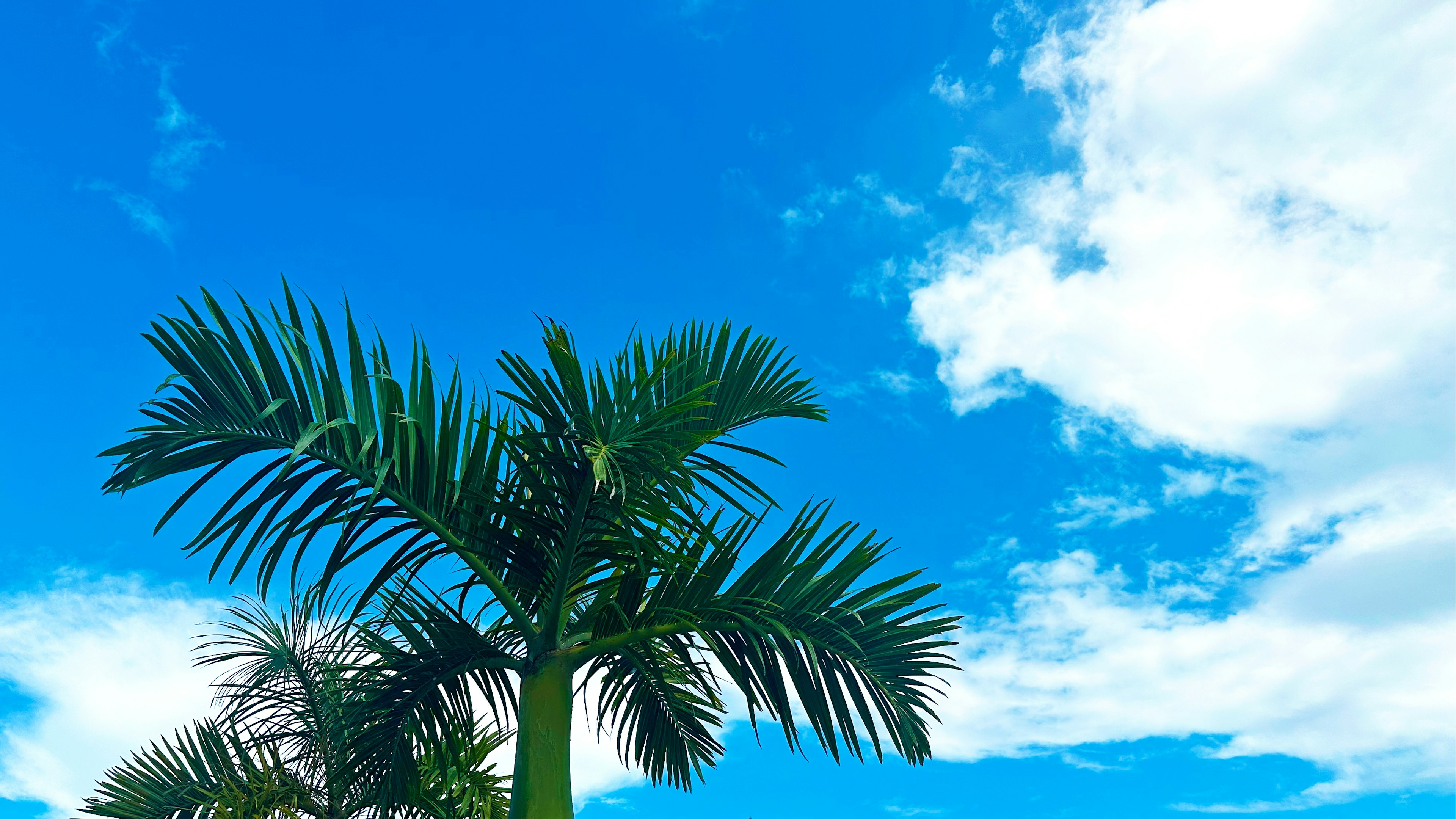 Green palm trees against a blue sky with white clouds