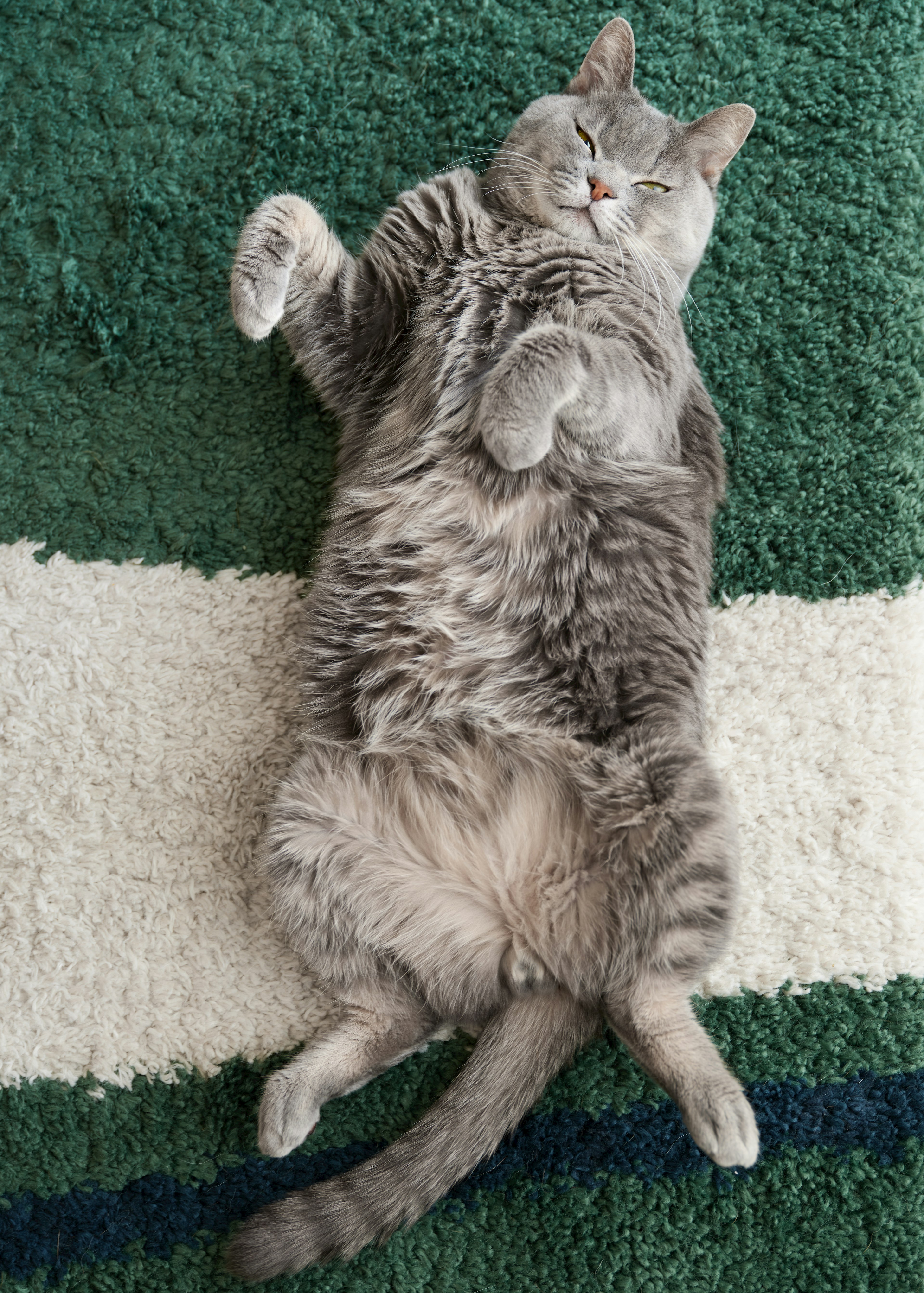 A relaxed gray cat lying on a green carpet